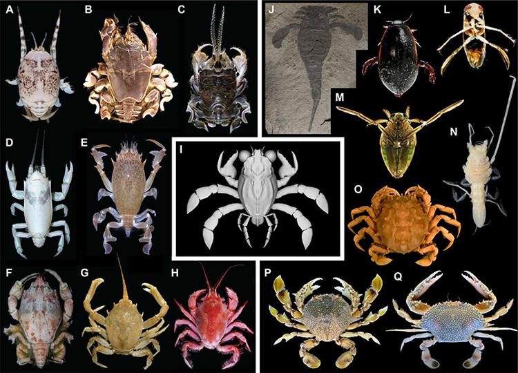 Are humans destined to evolve into crabs? | Aeon Essays