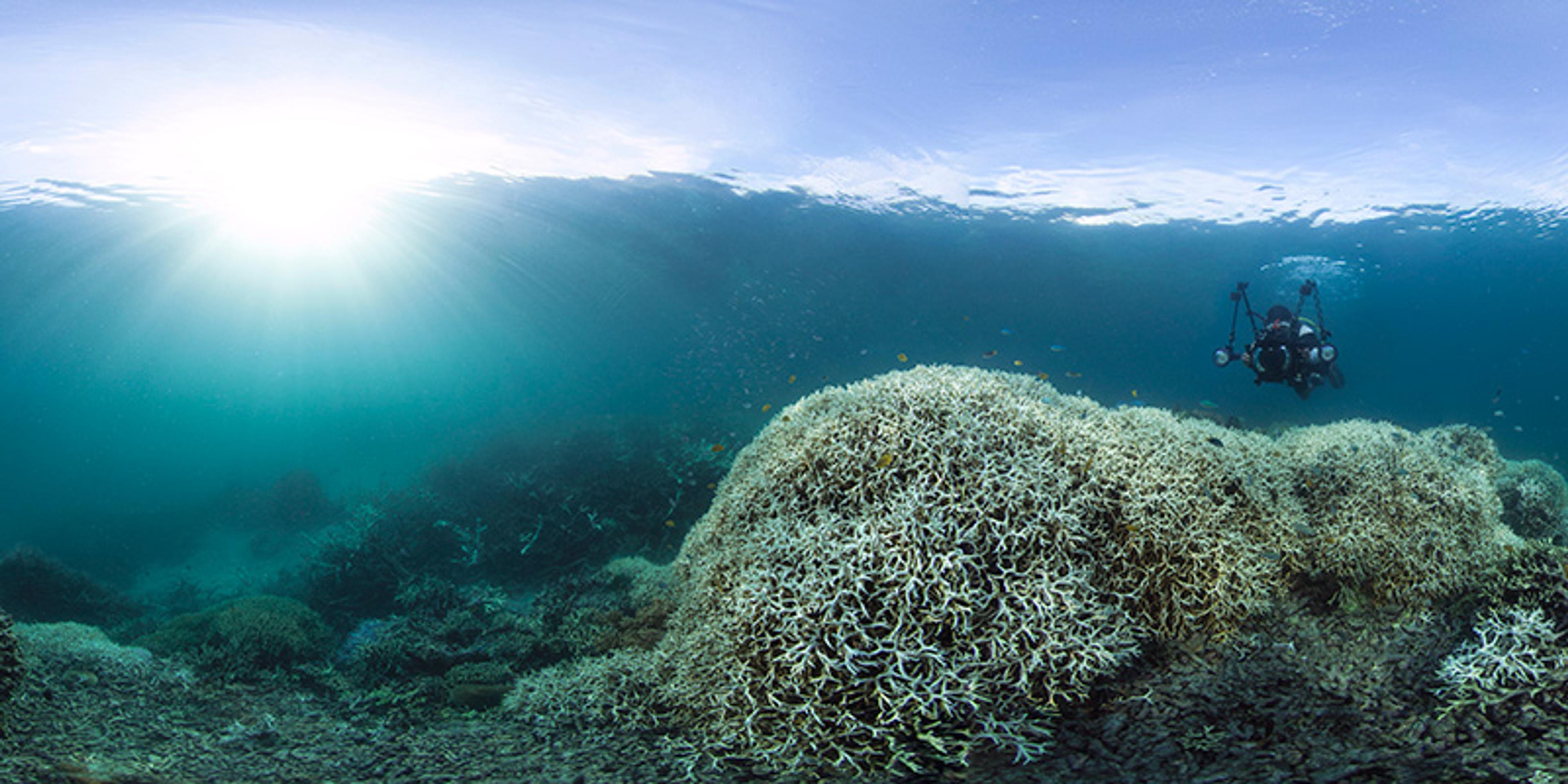 Underwater photo of a diver with camera near bleached coral reef bright sunlight streaming through the water’s surface.