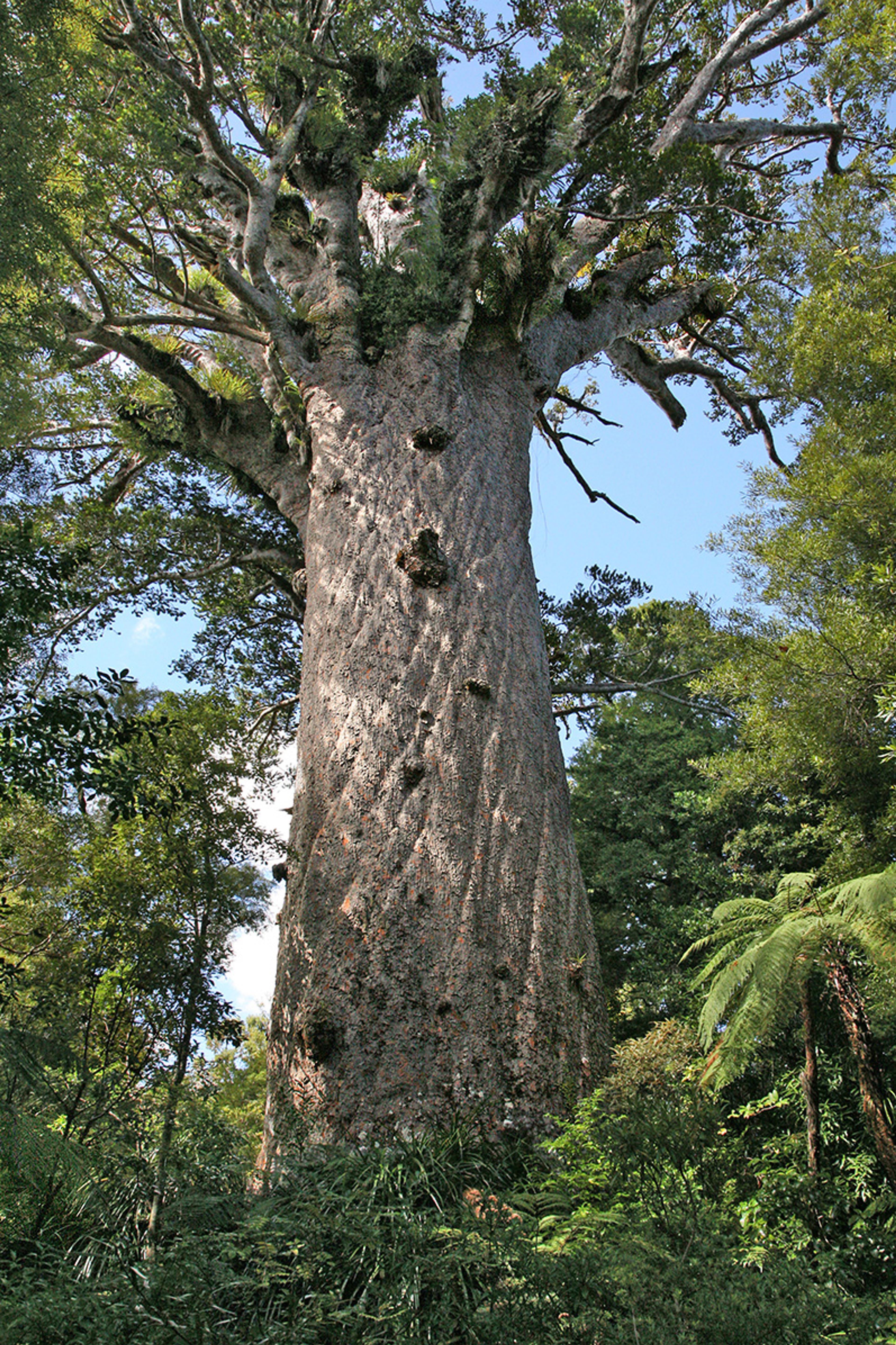 Photo of a tall, ancient tree with a thick trunk and lush green foliage surrounded by a forest under a blue sky.