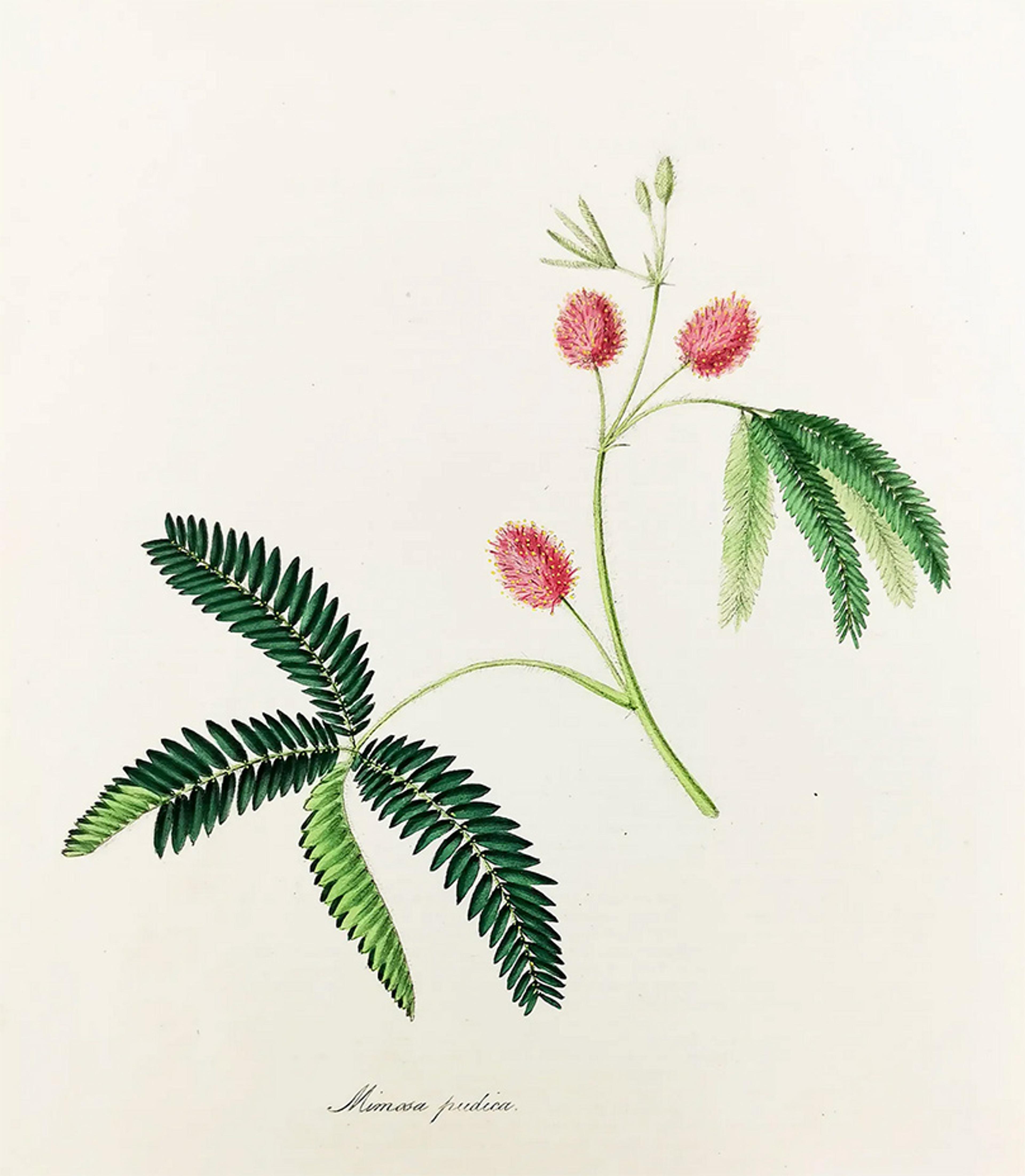 Botanical illustration of a plant with pink flowers and green leaves on a light background, with the label Mimosa pudica.
