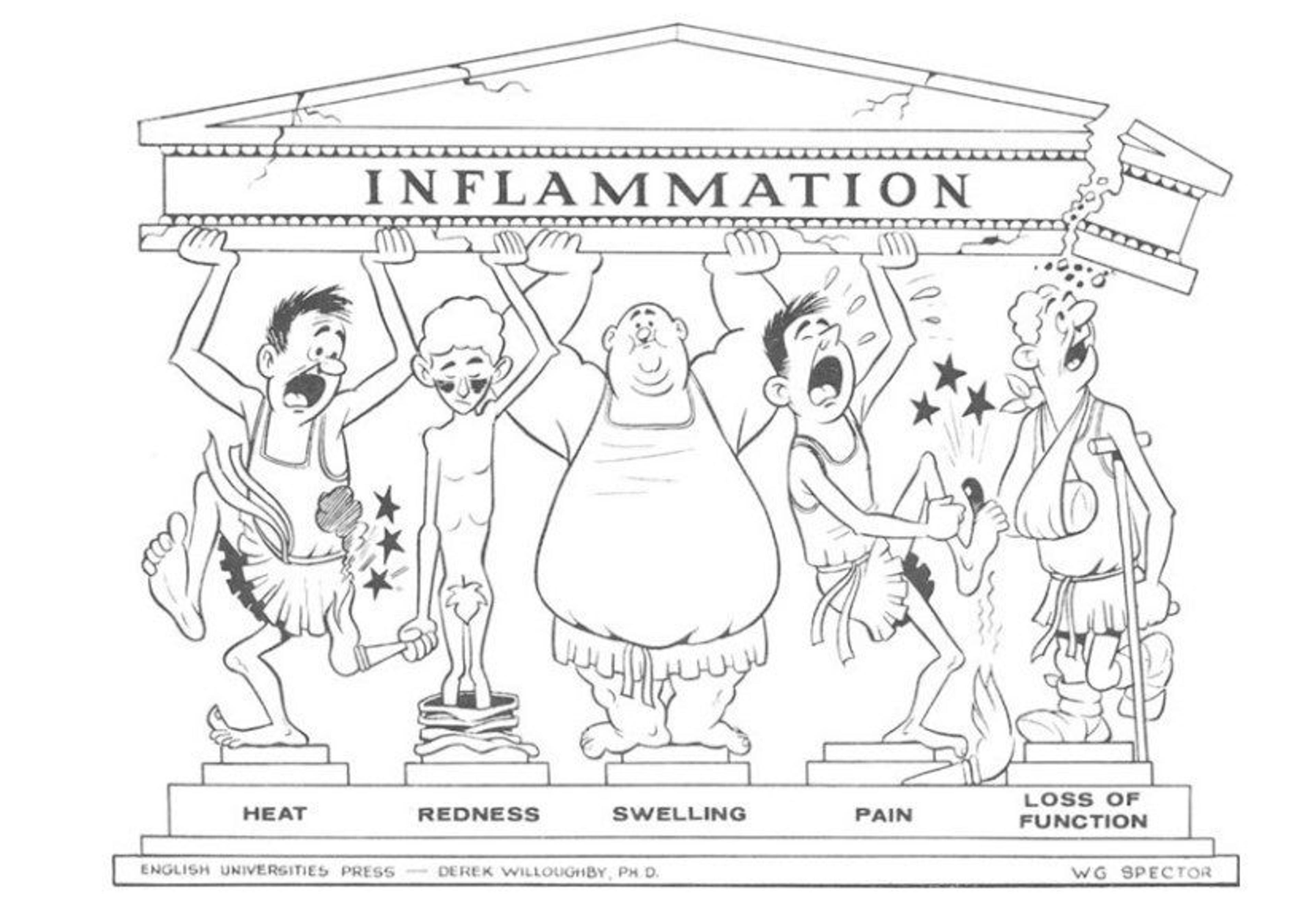 Cartoon depicting five ancient Greeks representing the cardinal signs of inflammation: heat, redness, swelling, pain, and loss of function. They hold up a roof with the text ‘Inflammation’.
