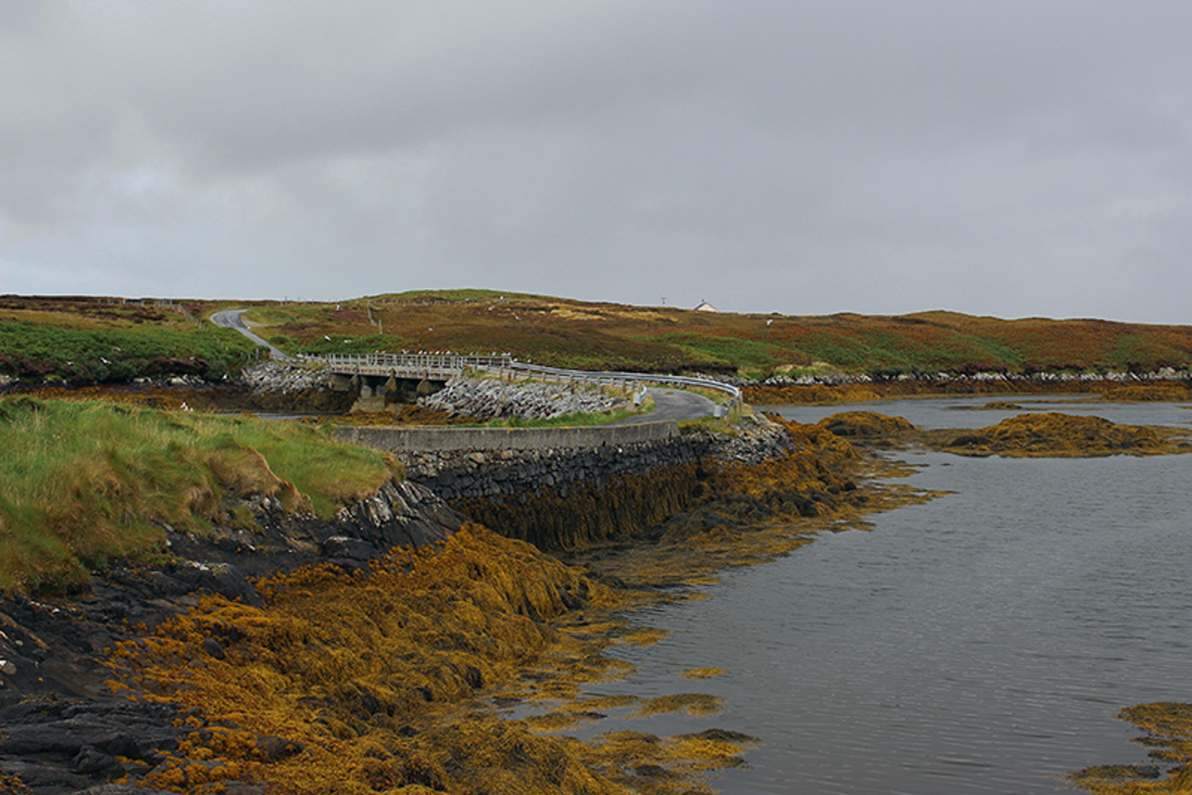 Photo of a coastal road curving along a rocky shoreline with yellow seaweed and grassy hills under a cloudy sky.