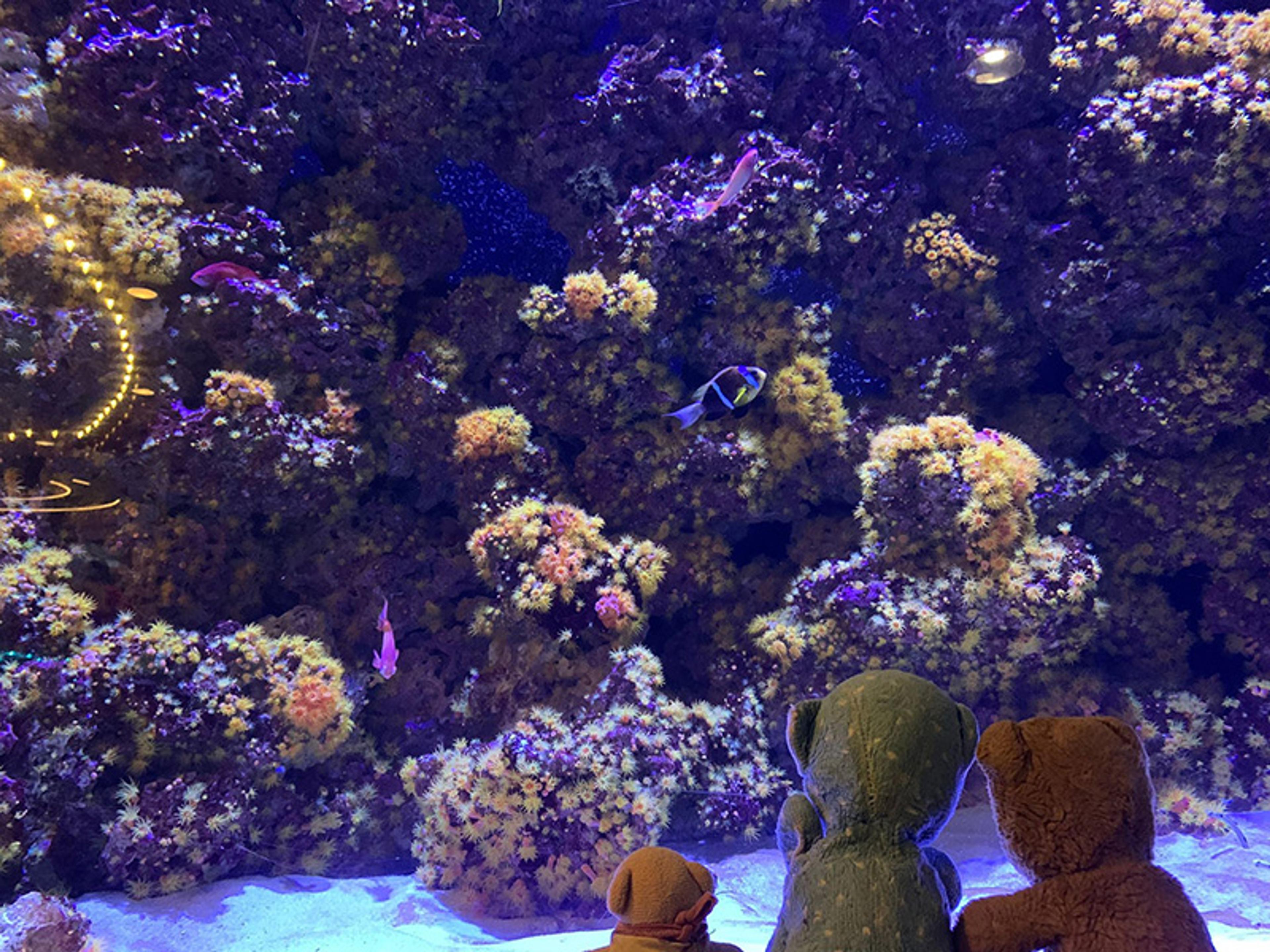 Three teddy bears positioned in front of a colourful fish tank at an aquarium.