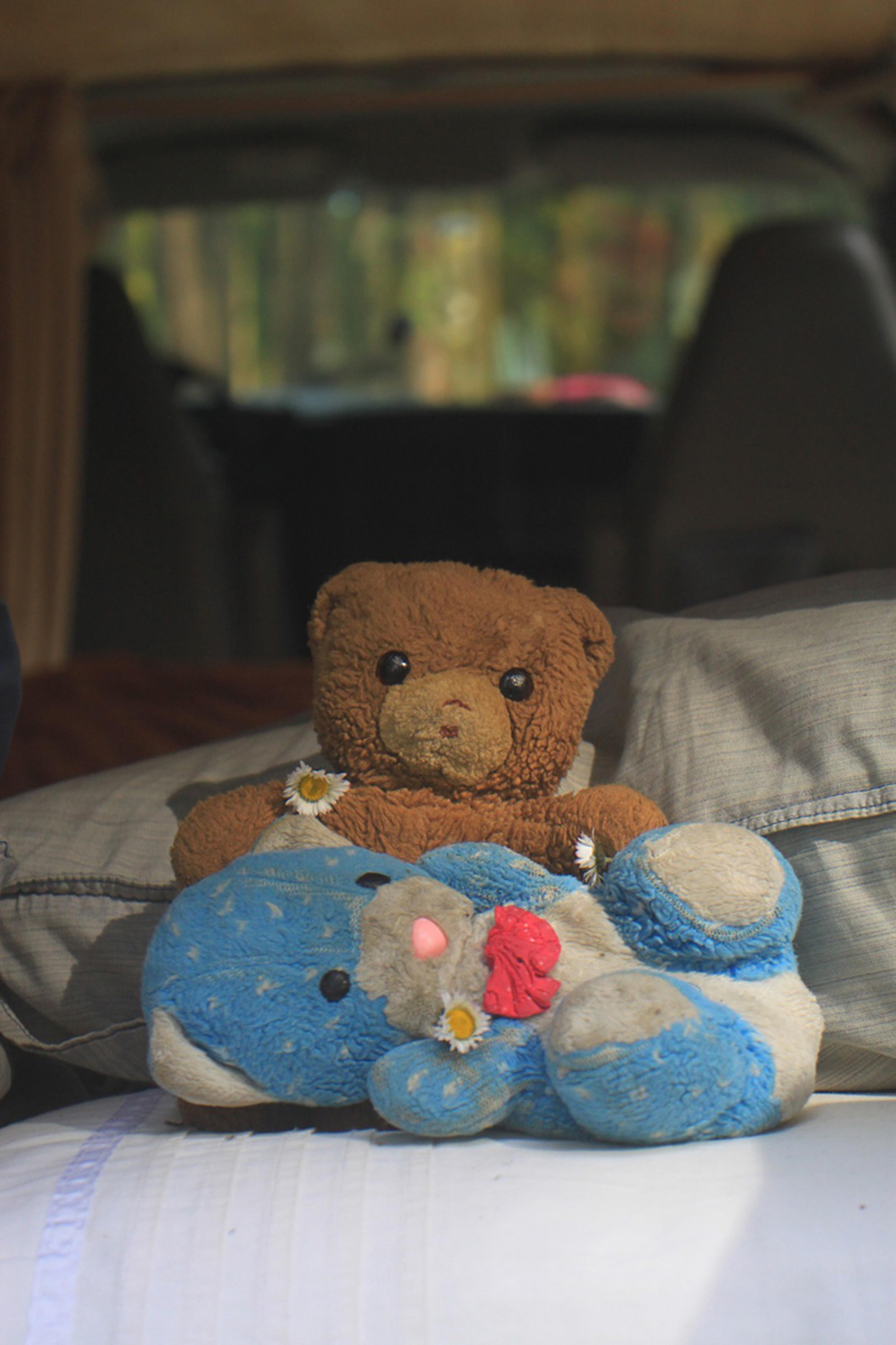 A blue and brown teddy bear arranged with daisies on cushions.