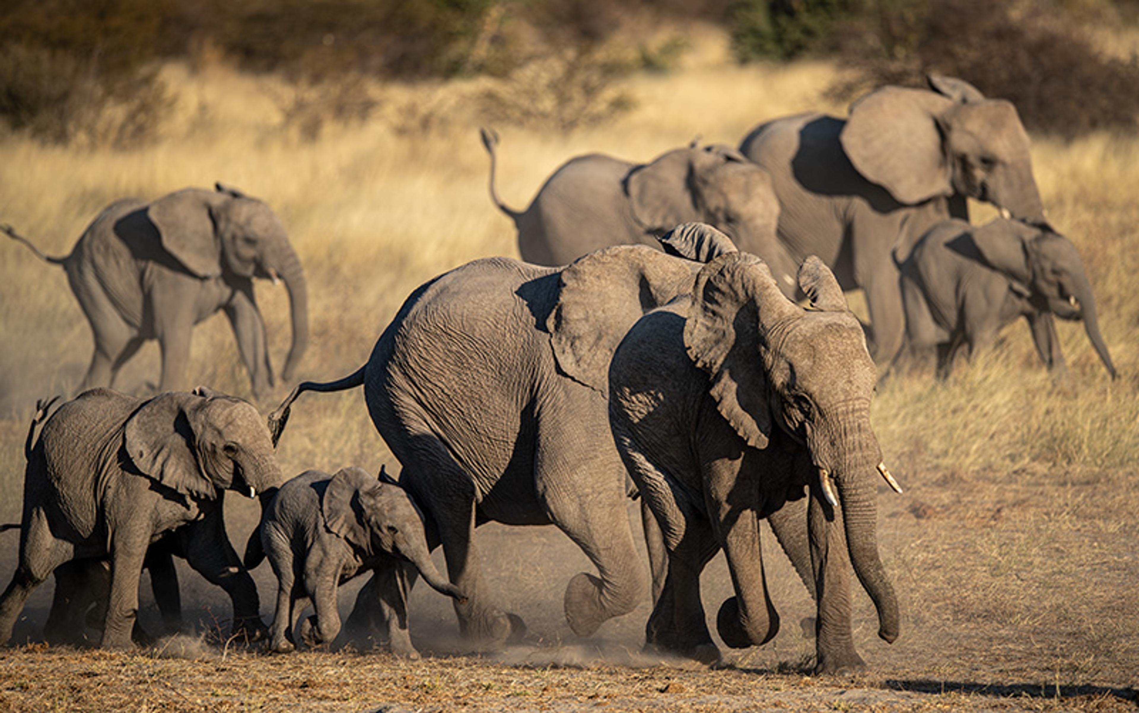 A herd of elephants walking through tall grass in a savanna, with young elephants playfully following adults.