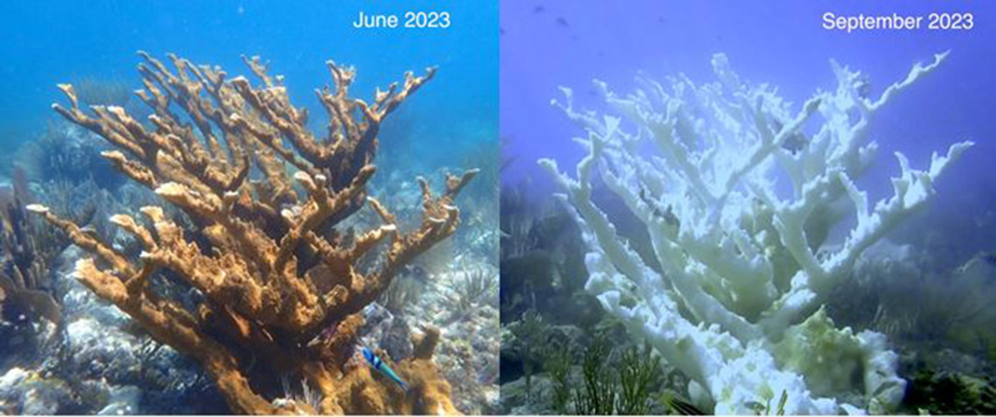 Photo of coral showing colour change from healthy brown to bleached white in an underwater scene.