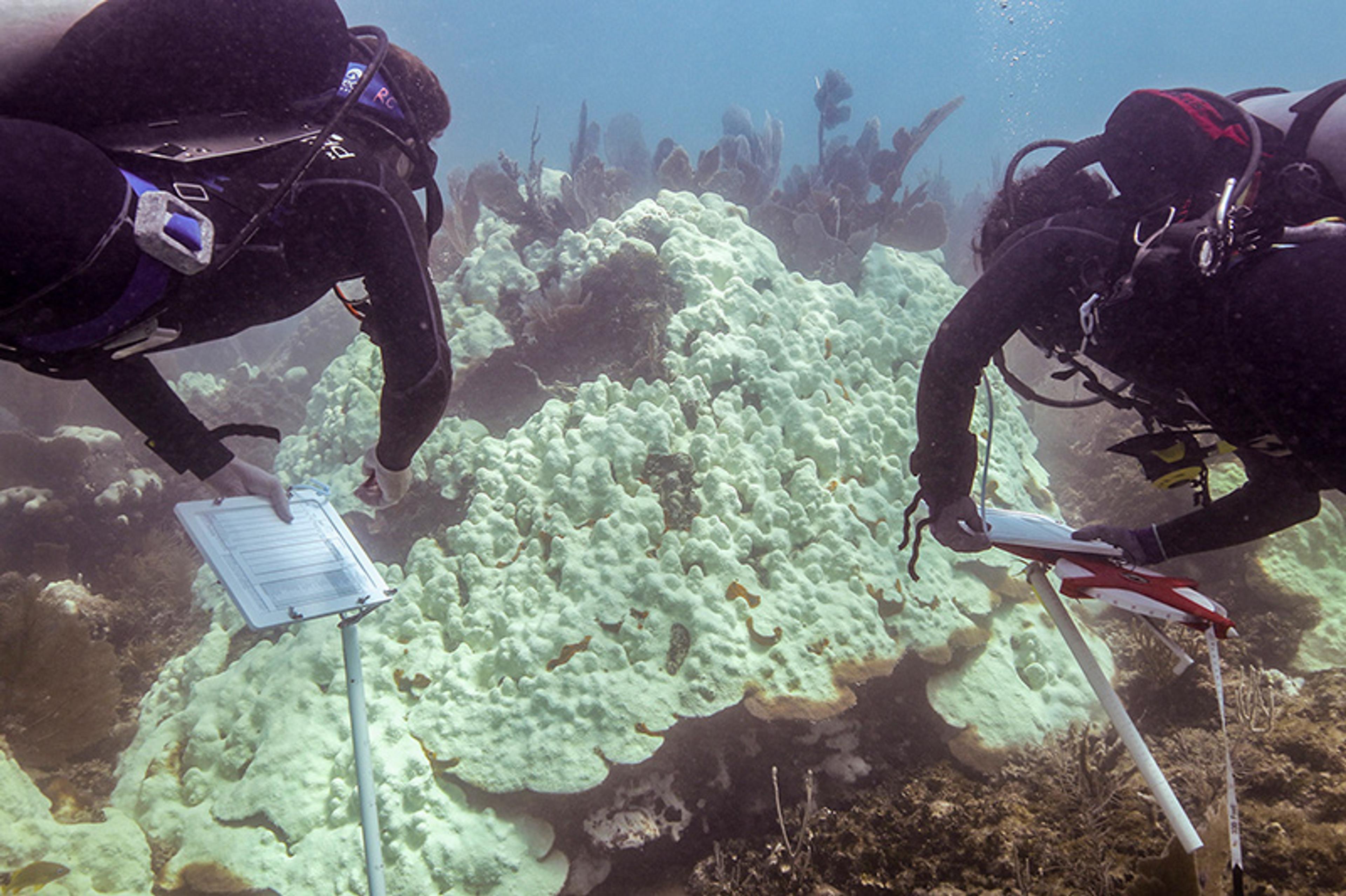Photo of two scuba divers examining coral reefs underwater, both holding clipboards for research purposes.