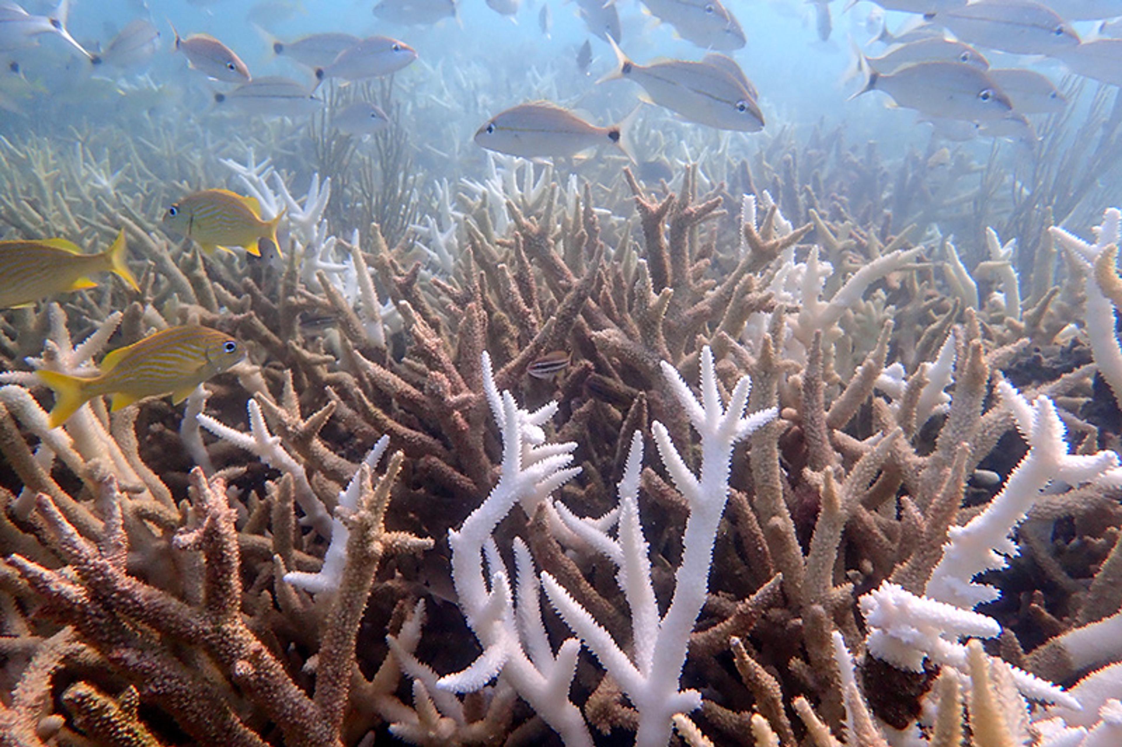 Photo of fish swimming above a coral reef with both vibrant and bleached corals in clear blue water.