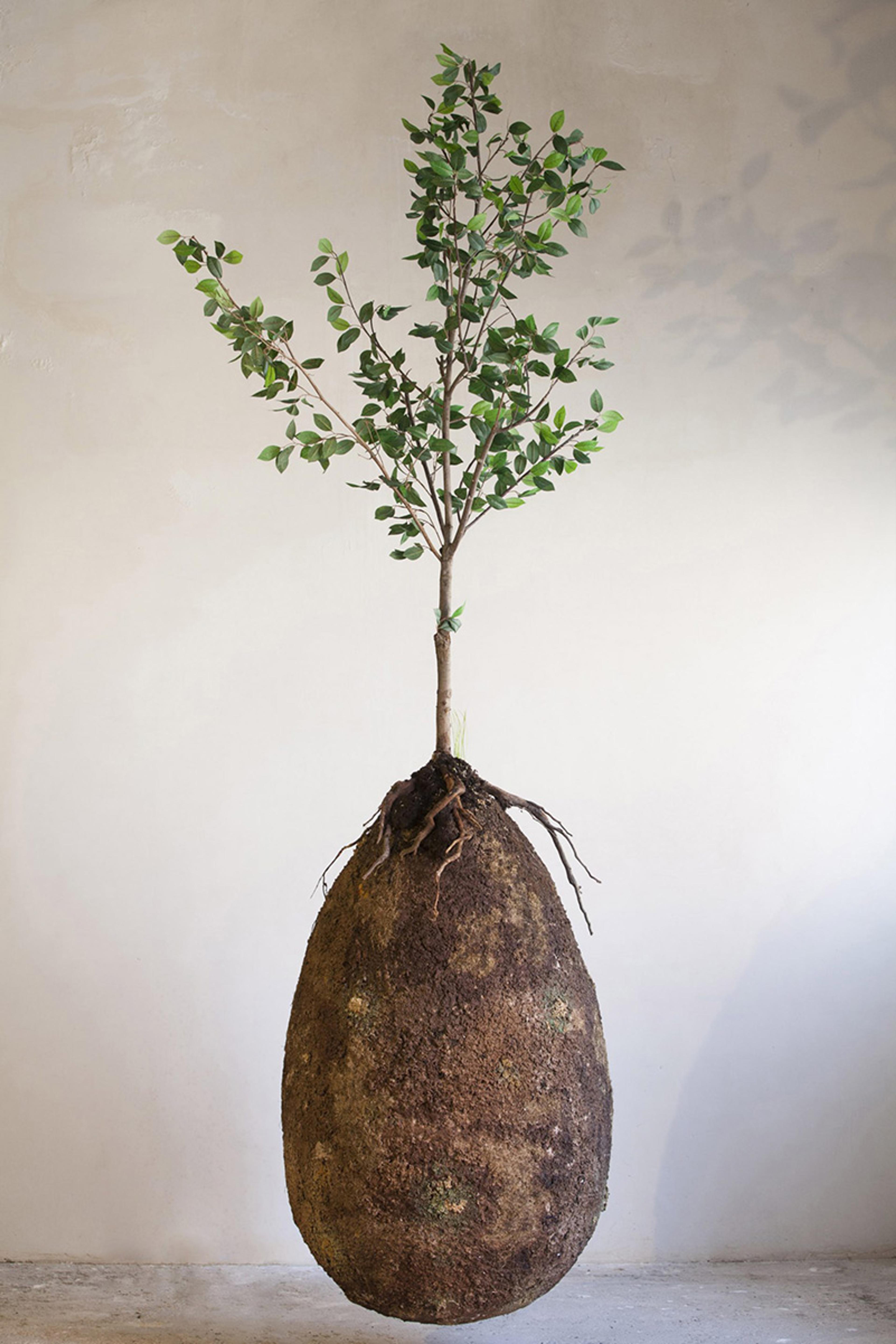 A small tree growing from a large cocoon-like soil mound with roots exposed against a plain wall.