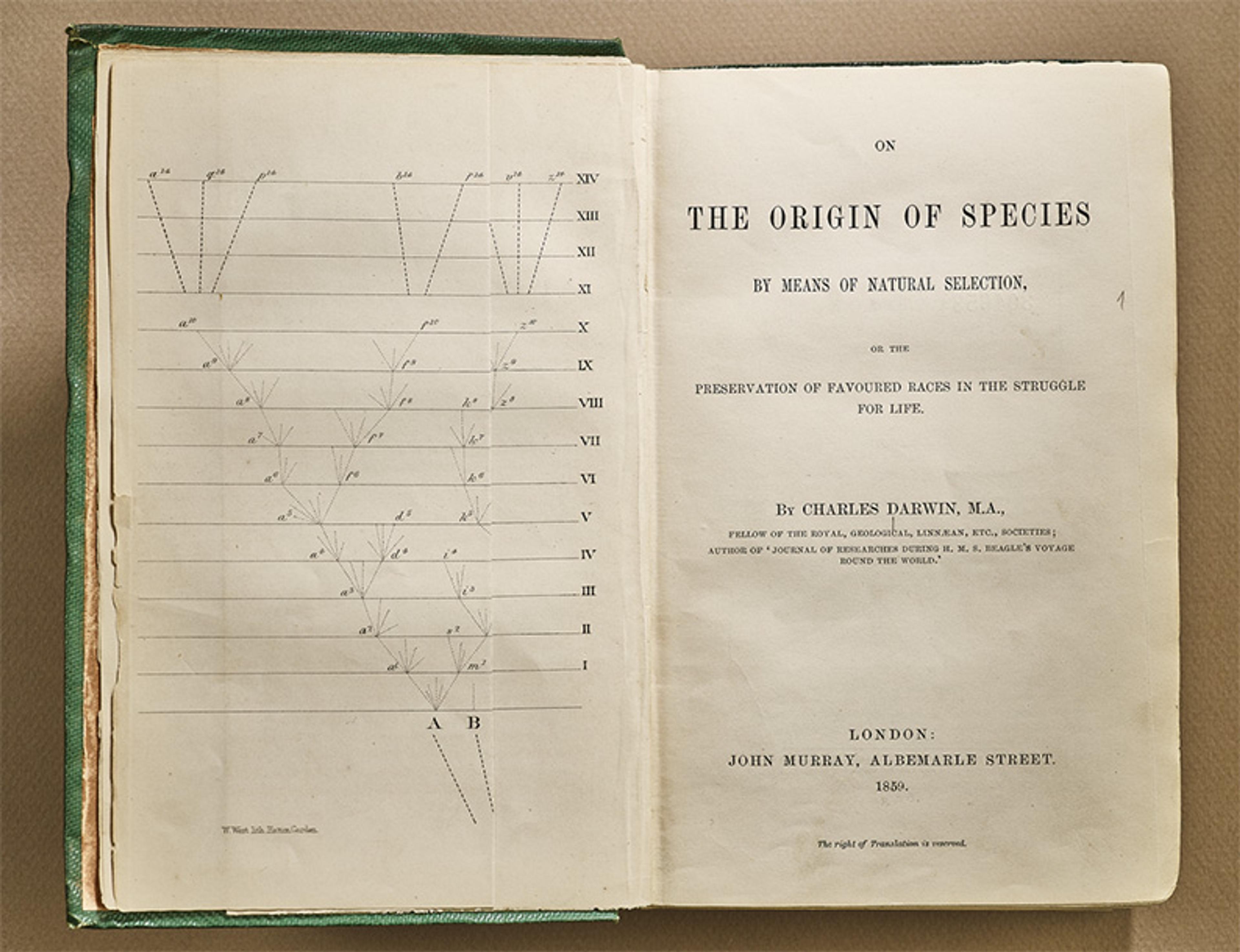 Photo of an open book showing title page of “On the Origin of Species” by Charles Darwin and a diagram of evolutionary branches.