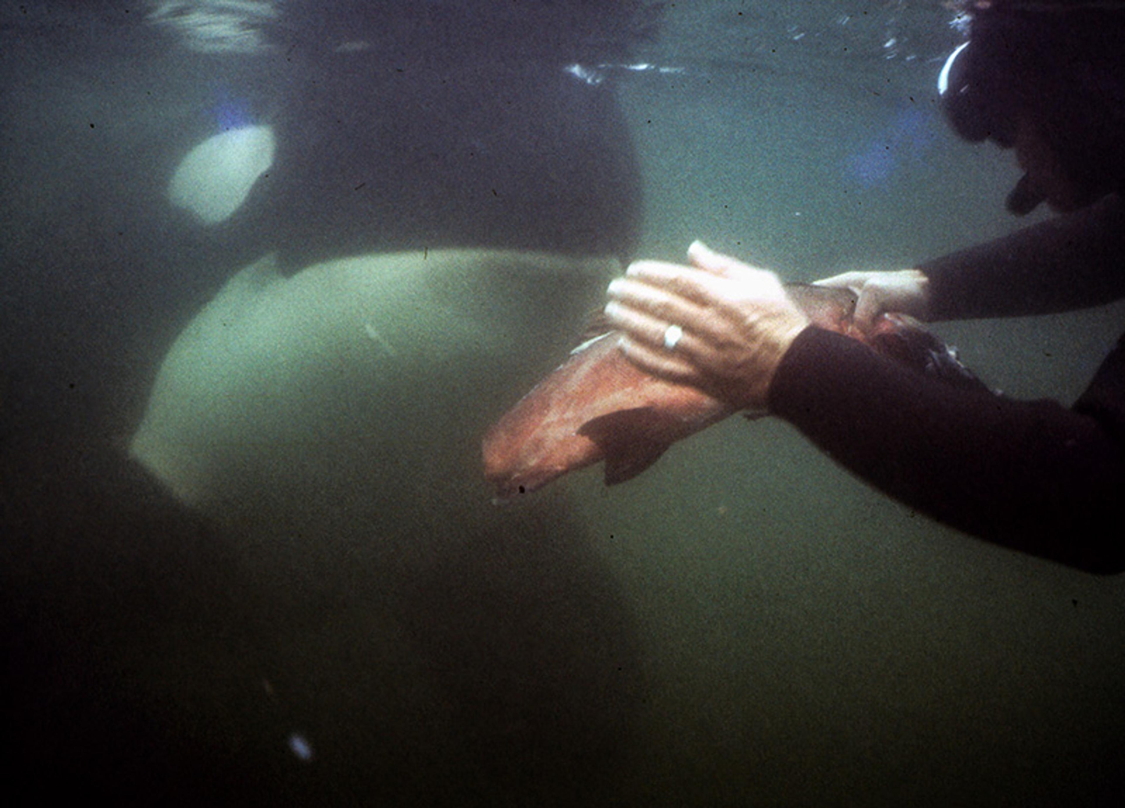 Underwater photo of a diver handing a fish to a large orca.