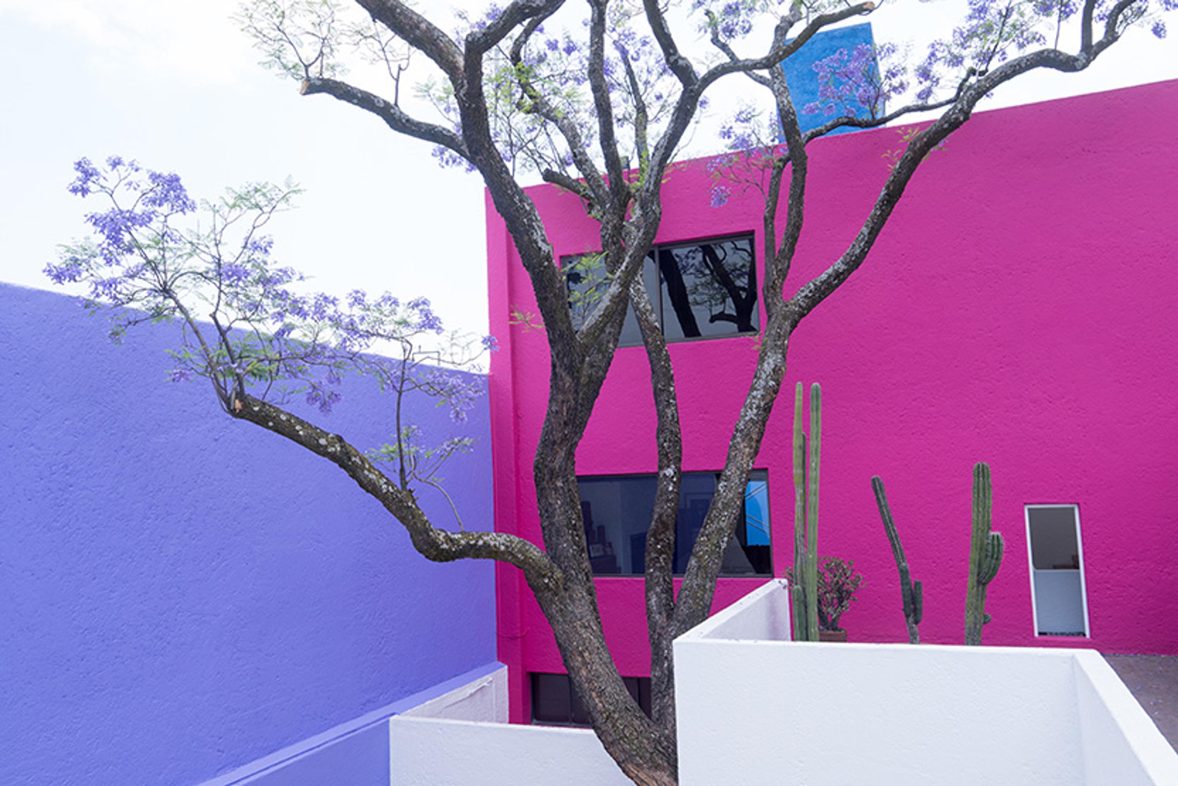 Photo of a tree with purple flowers in a courtyard surrounded by bright pink and purple walls, with cacti in the corner.