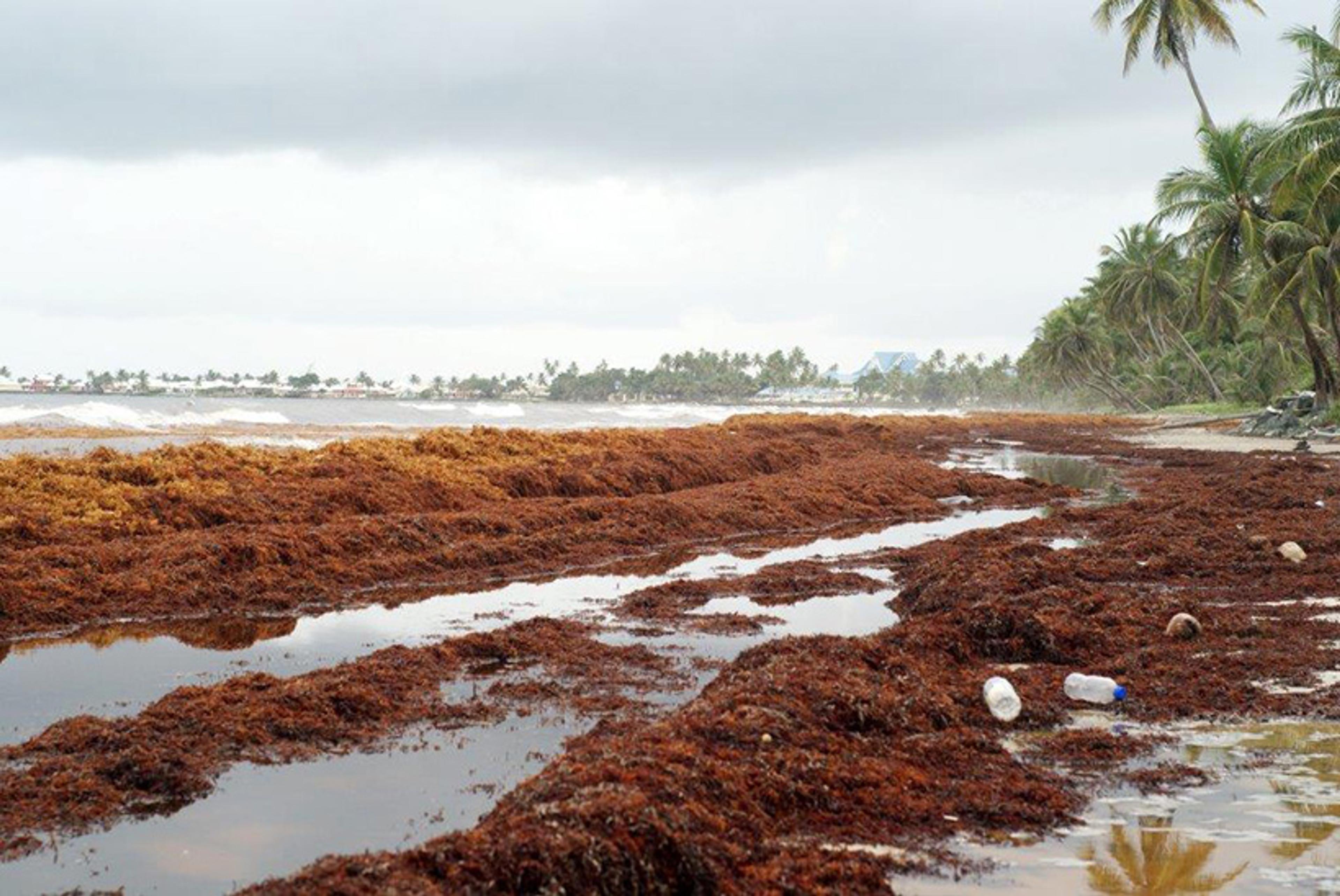 A beach covered in brown seaweed with palm trees and an overcast sky, some plastic litter is visible.