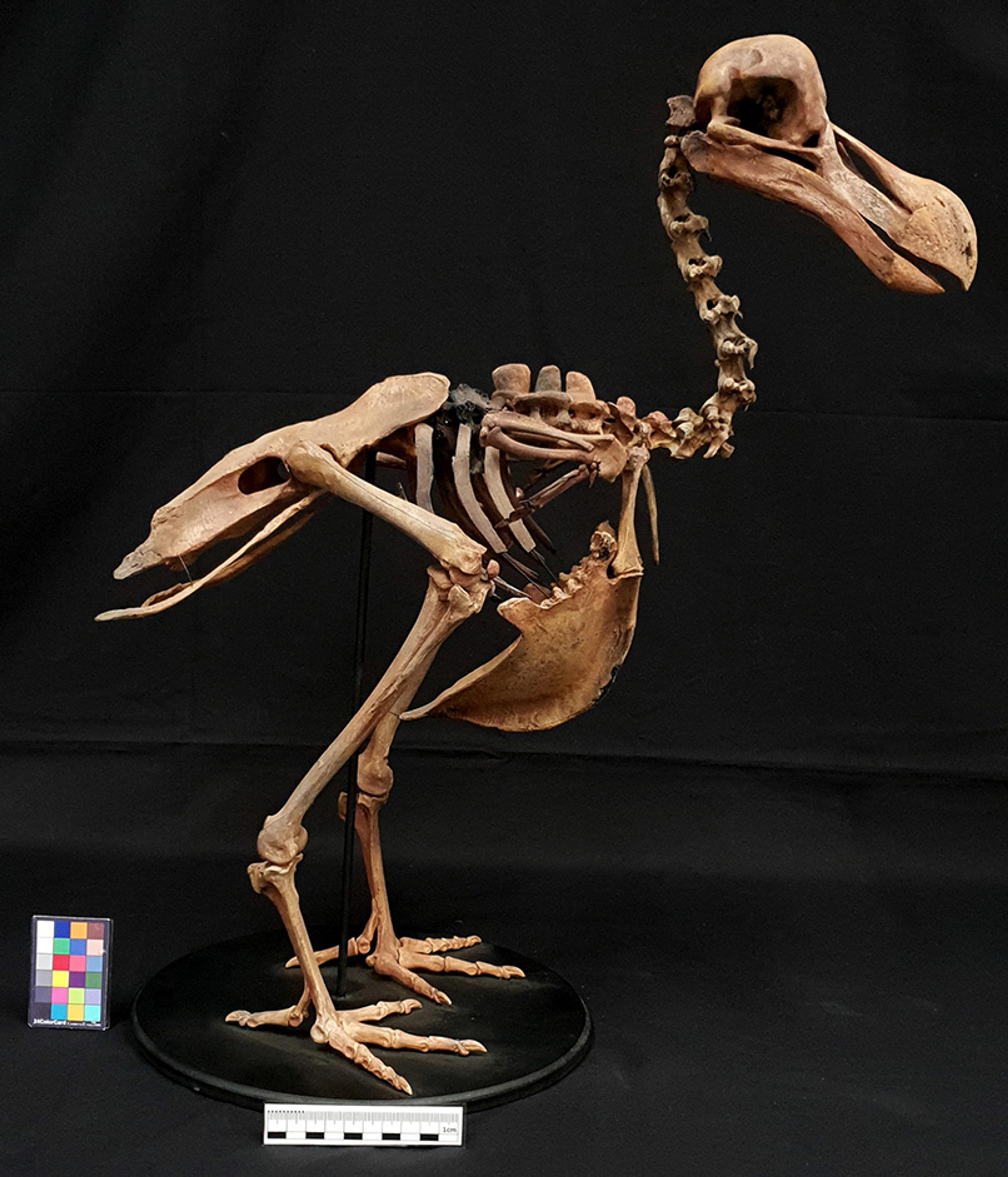 A dodo skeleton on display against a dark background with a scale and colour chart at the base.