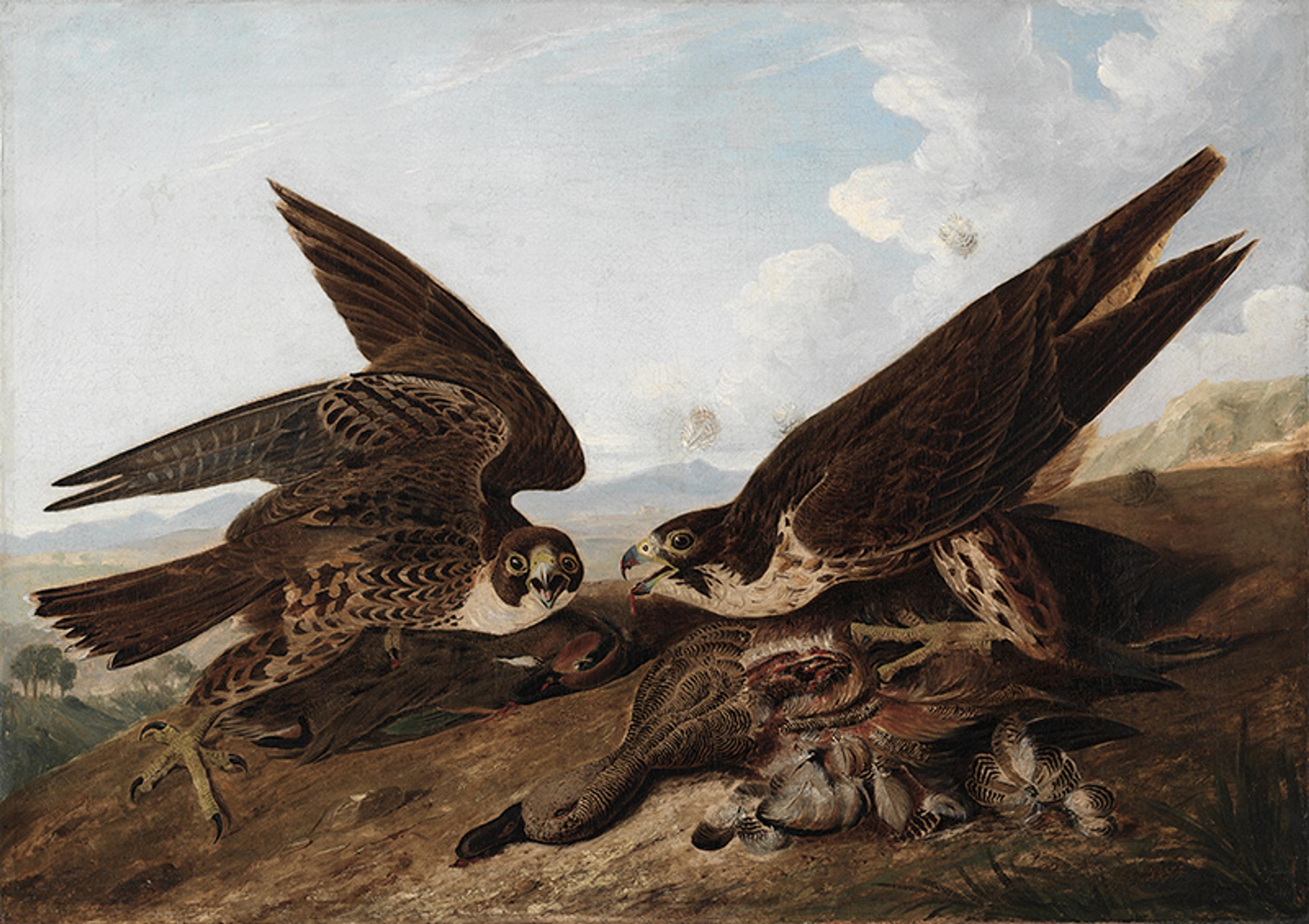 Painting of two hawks on a hillside eating prey against a partly cloudy sky background.