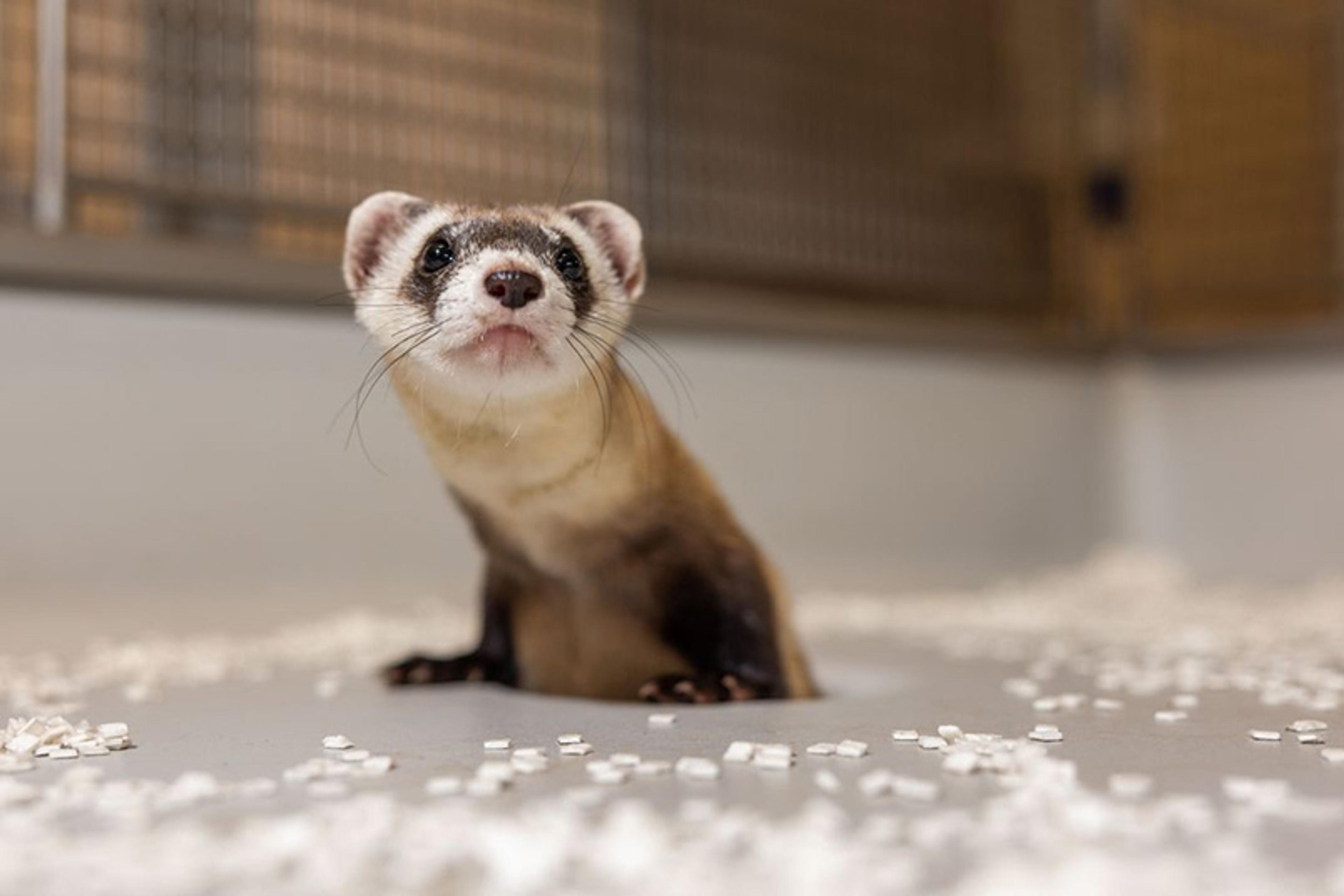 A black-footed ferret in a room with scattered white pellets, looking curiously at the camera.