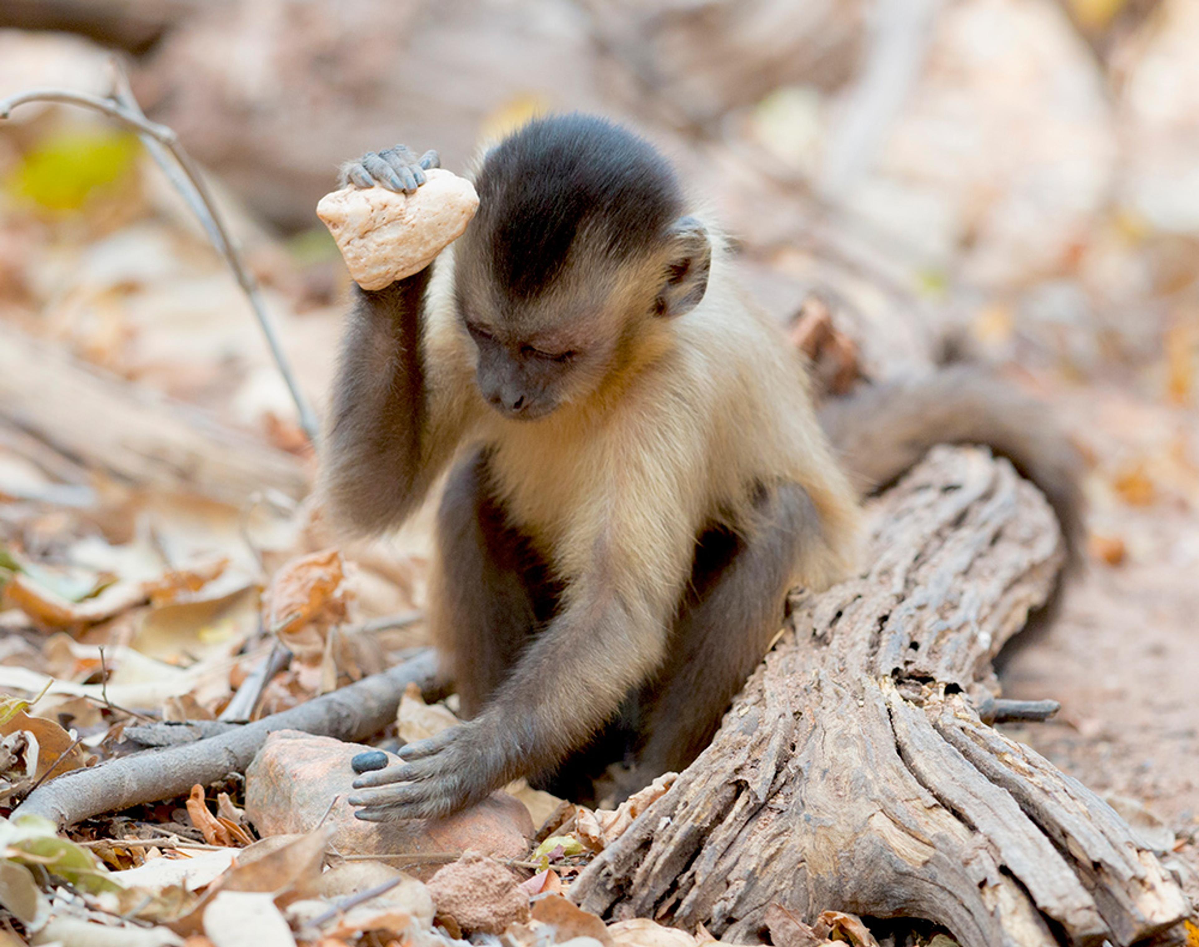 A capuchin monkey using a rock to crack nuts on the ground amidst dry leaves and branches.