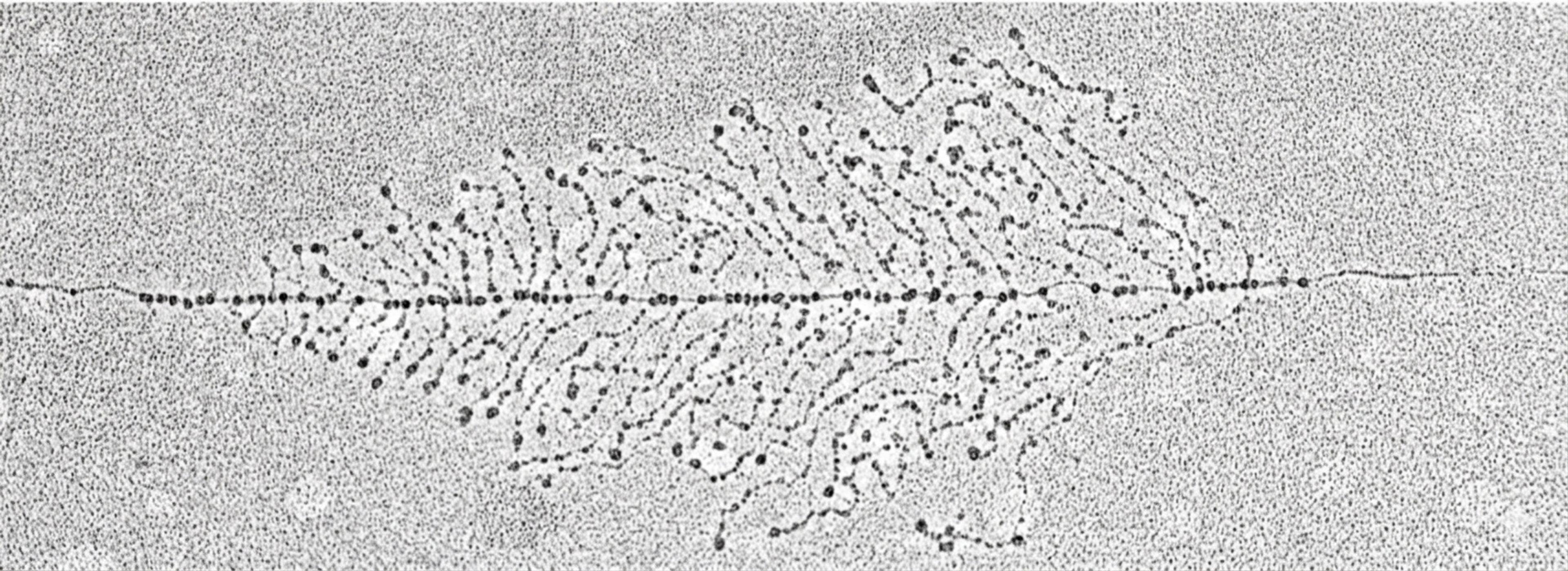 Electron micrograph of DNA showing a central line with branching structures, resembling a feather pattern.