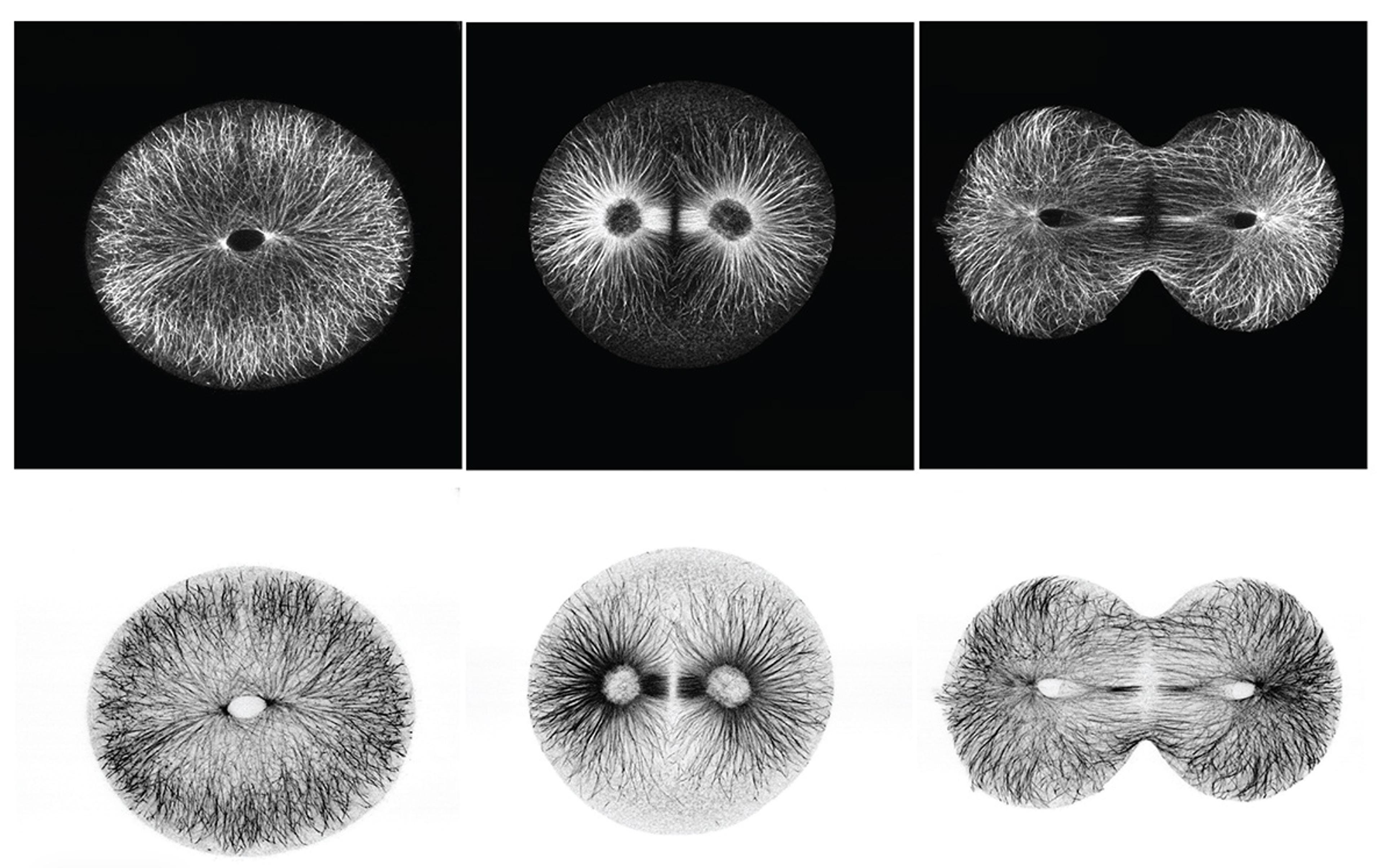 Abstract black and white illustration of three stages of cell division, shown as circular forms with radiating lines.