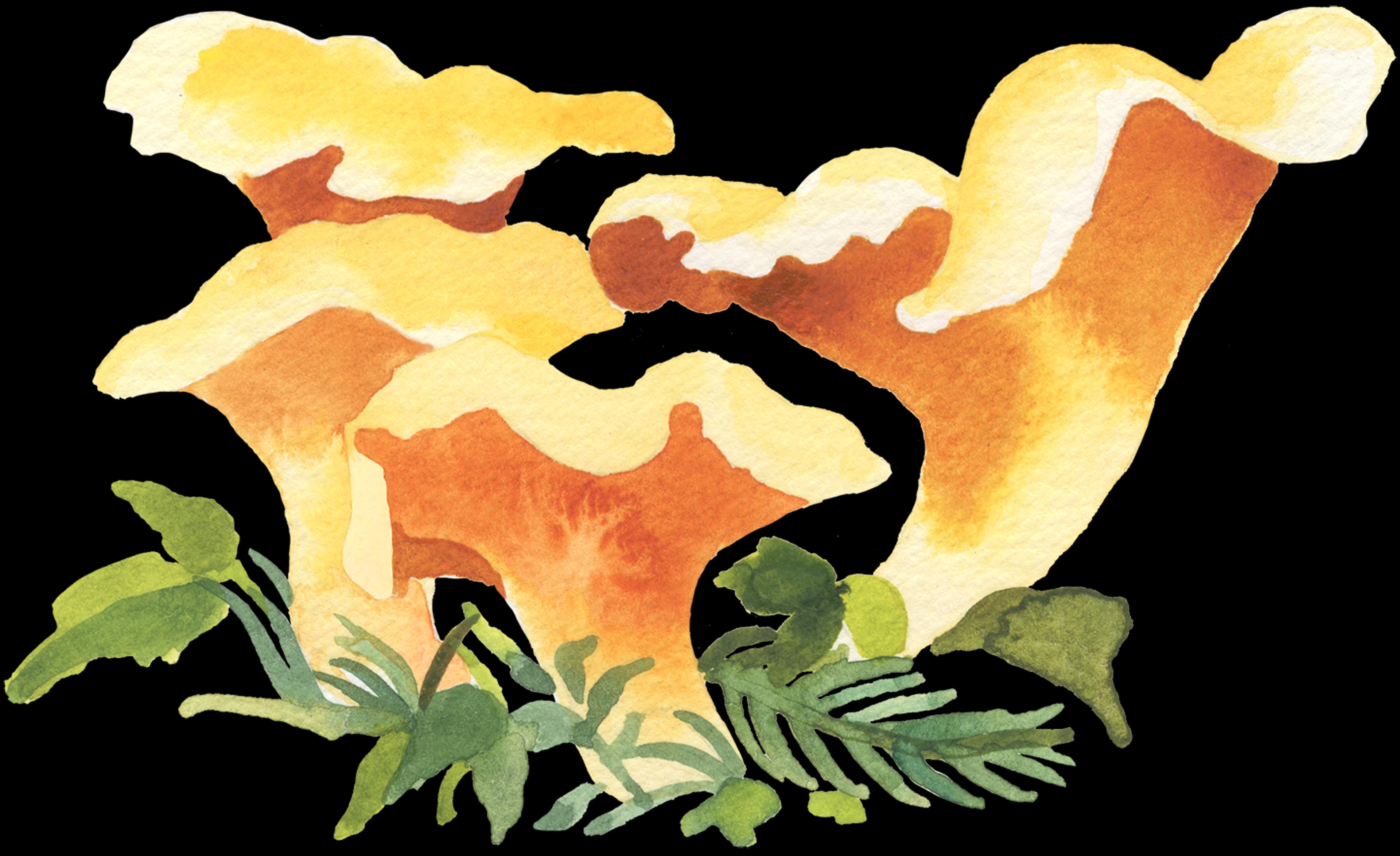Watercolour painting of orange-yellow mushrooms with green leaves at the base.