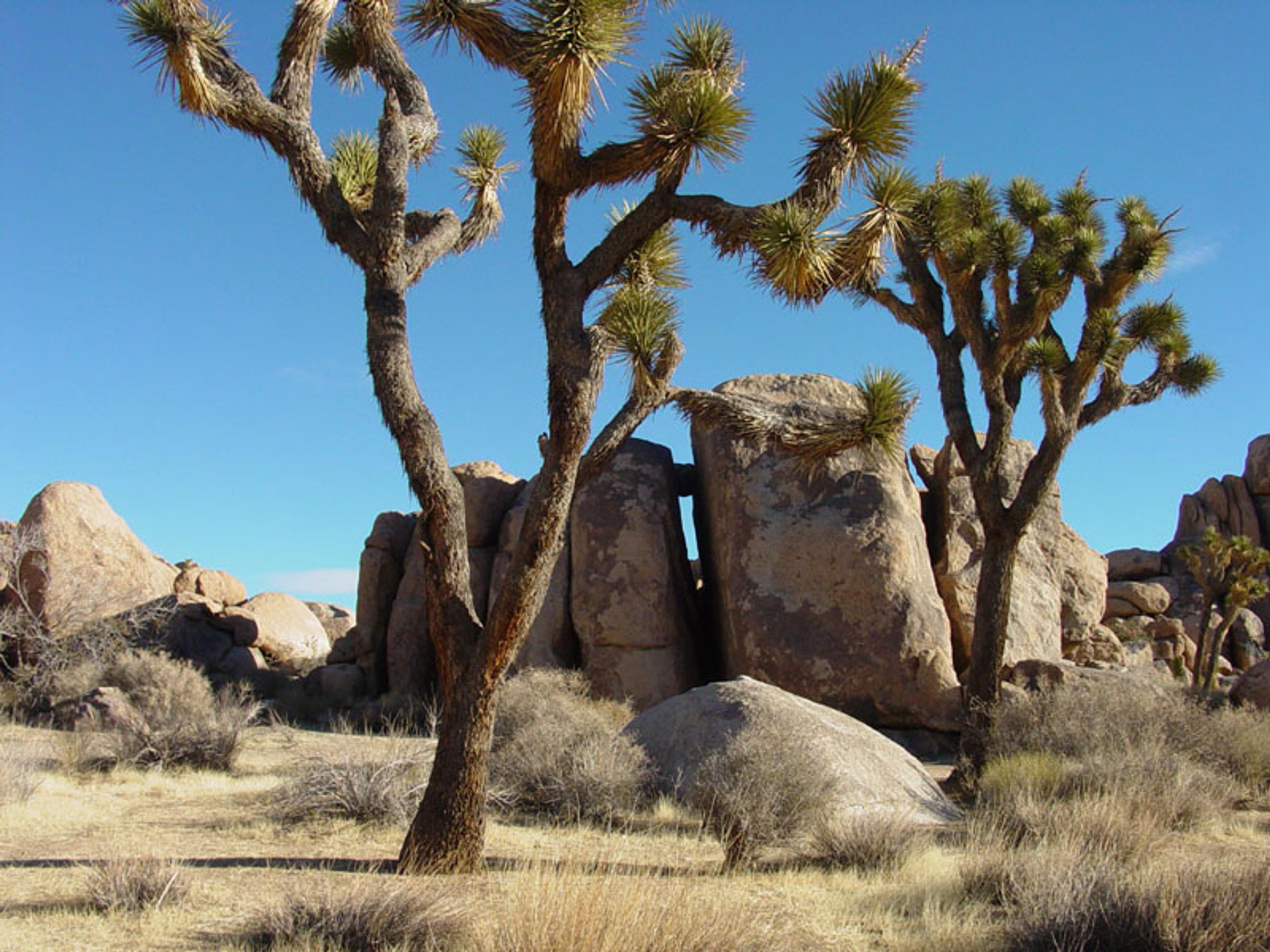 A desert landscape with Joshua trees and large rock formations under a clear blue sky.