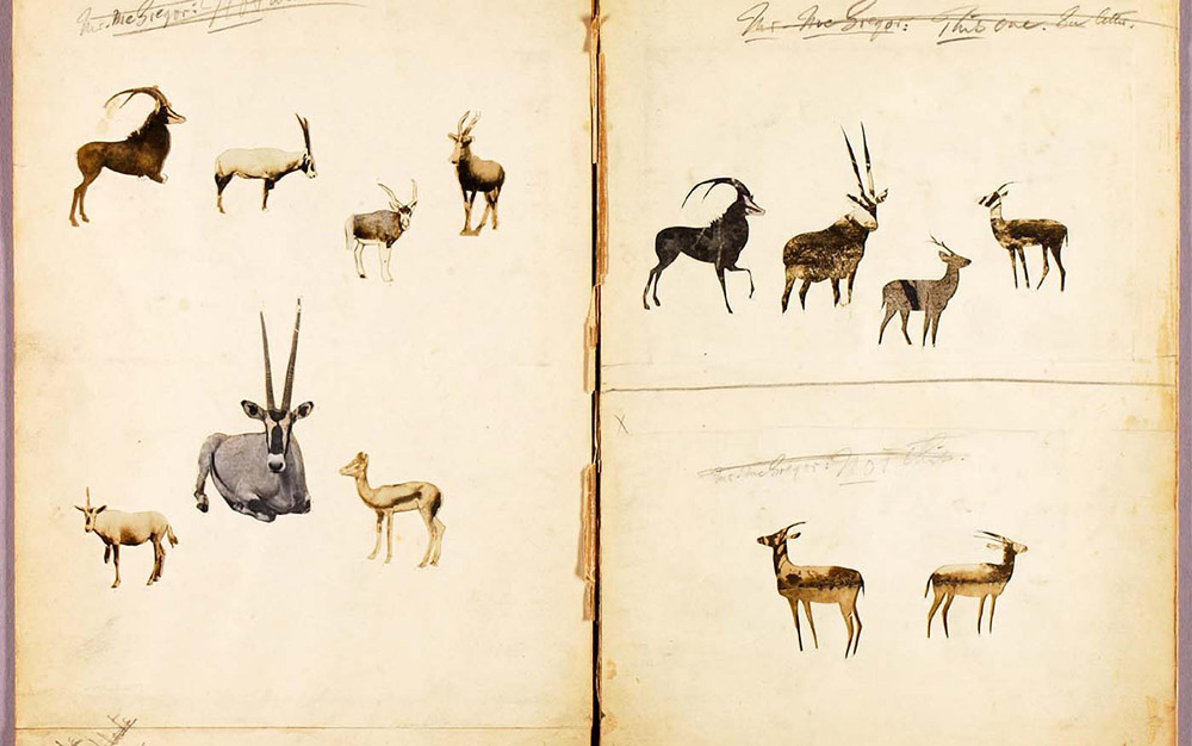 A detailed painting of different antelope species on two yellowed pages of a notebook, with handwritten notes at the top.