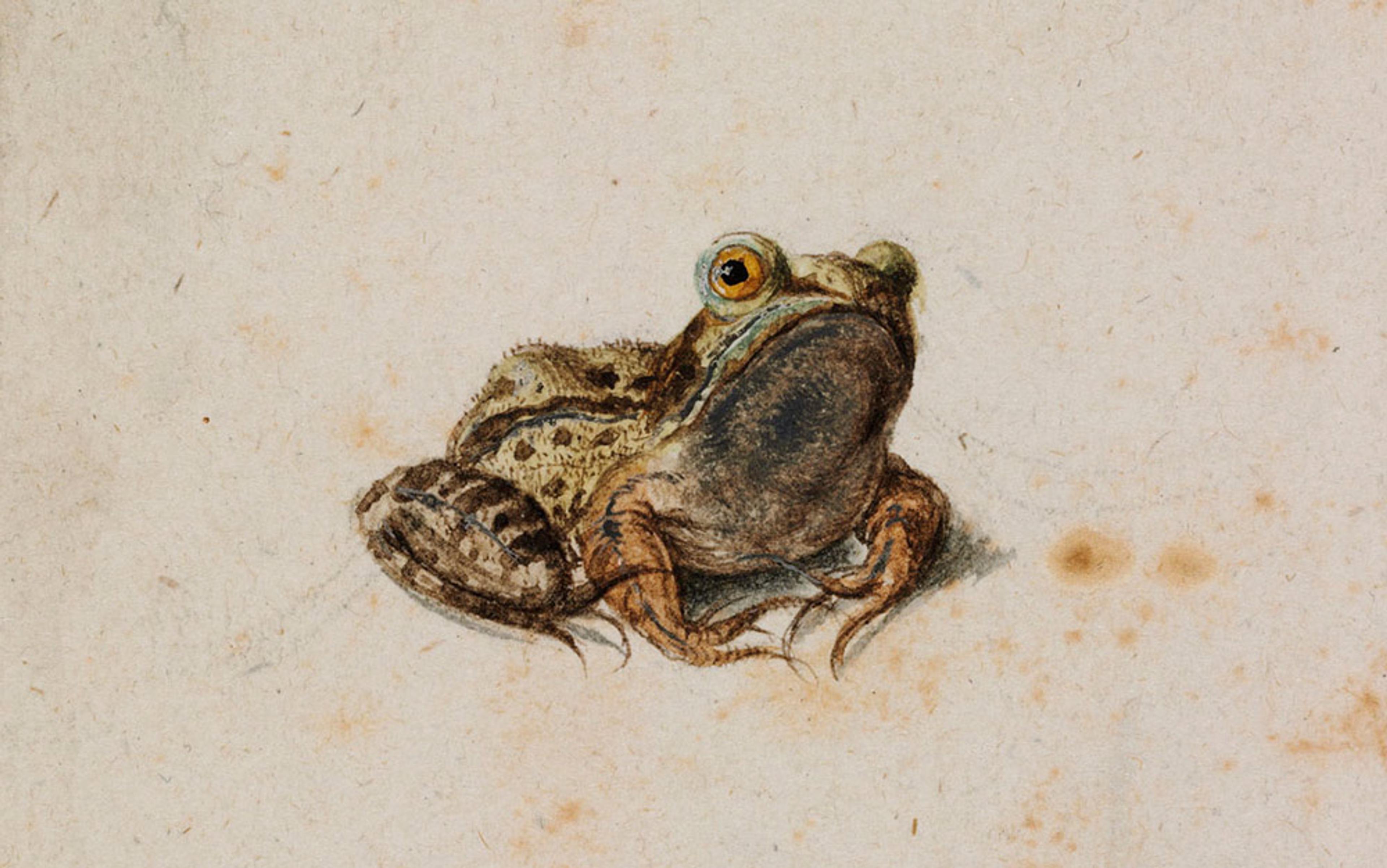 Watercolour painting of a frog with detailed features, sitting on a light background with subtle brown spots scattered around.