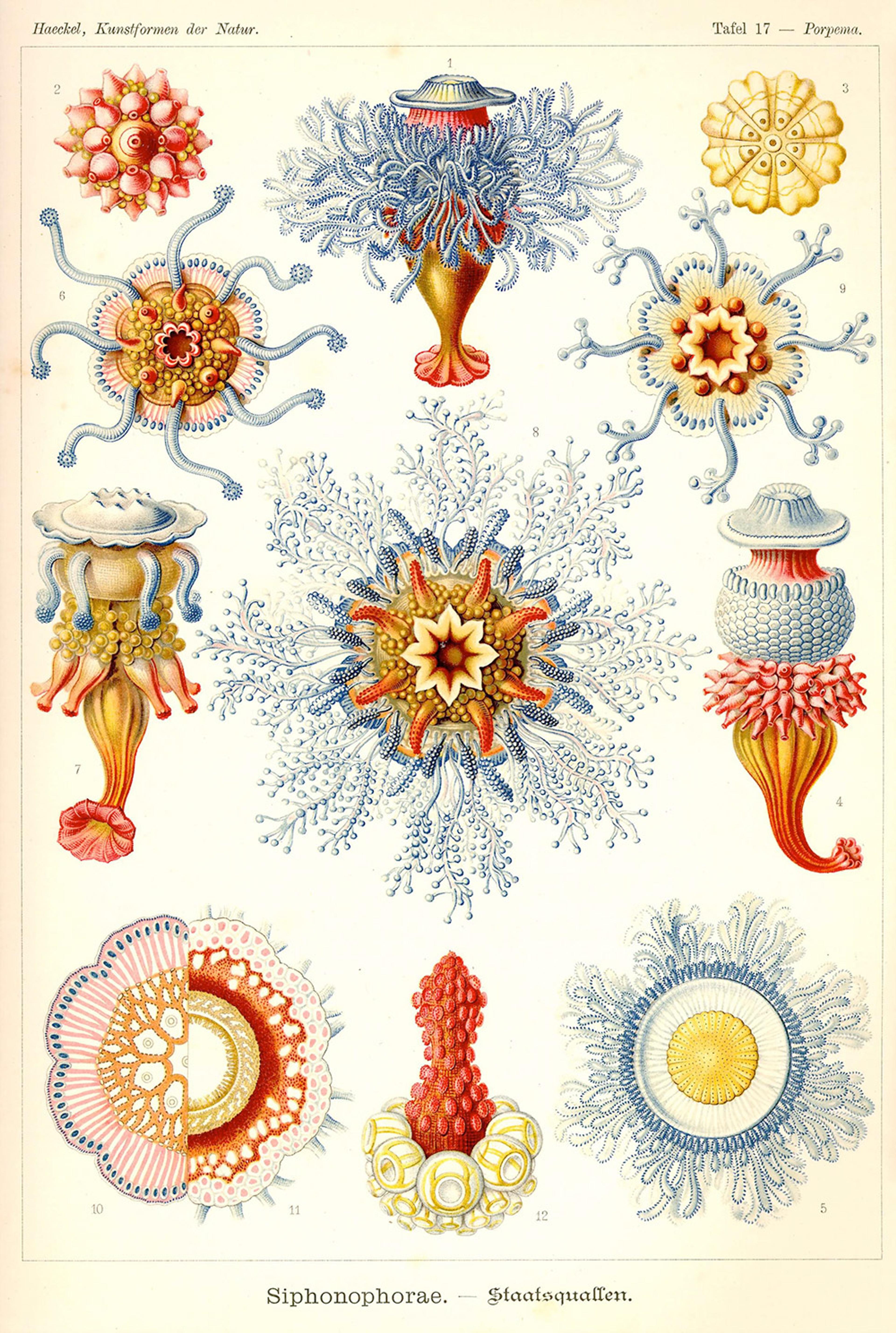 Illustration of various Siphonophorae species, featuring intricate, colourful marine organisms. Artwork by Haeckel.