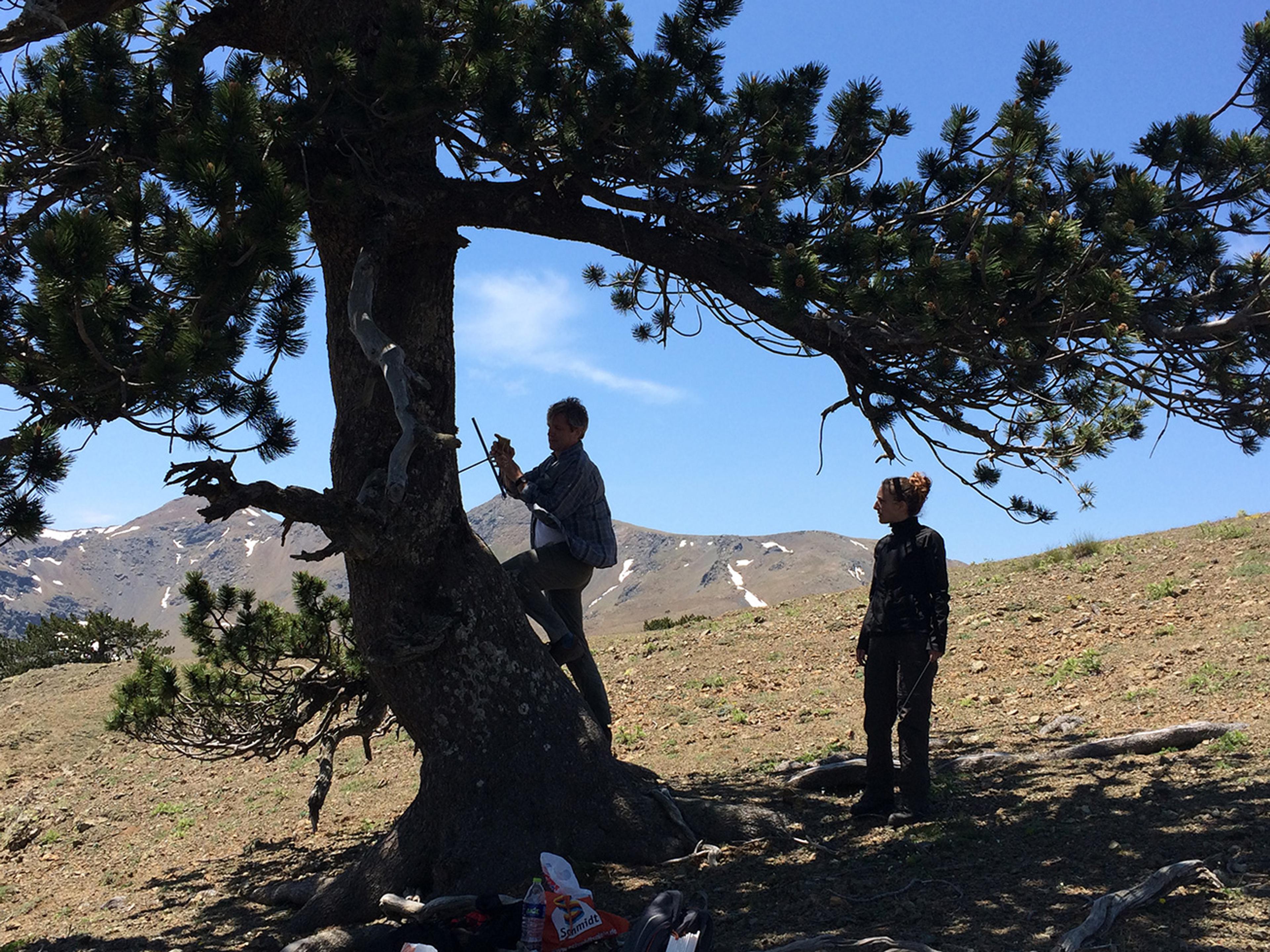 山坡上,一人正带着工具爬树,另一人在下方站立,天色明亮