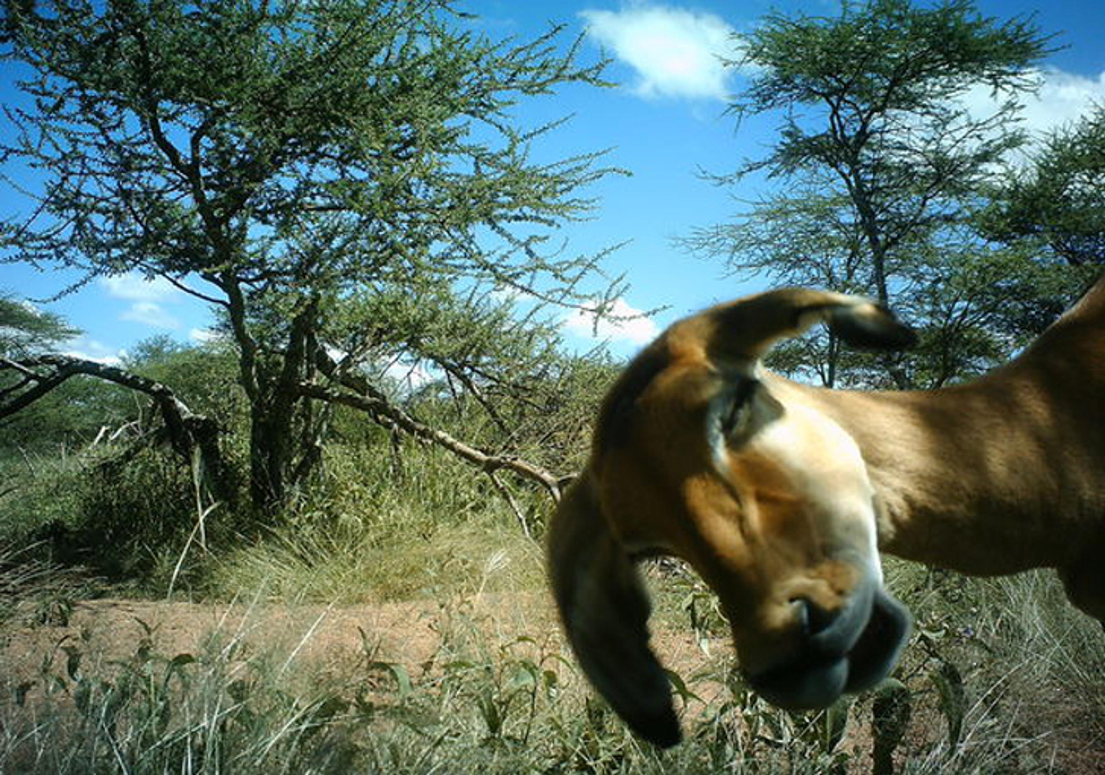 Photobombing goat in the foreground on a sunny day, with a grassy landscape and acacia trees in the background under a blue sky.