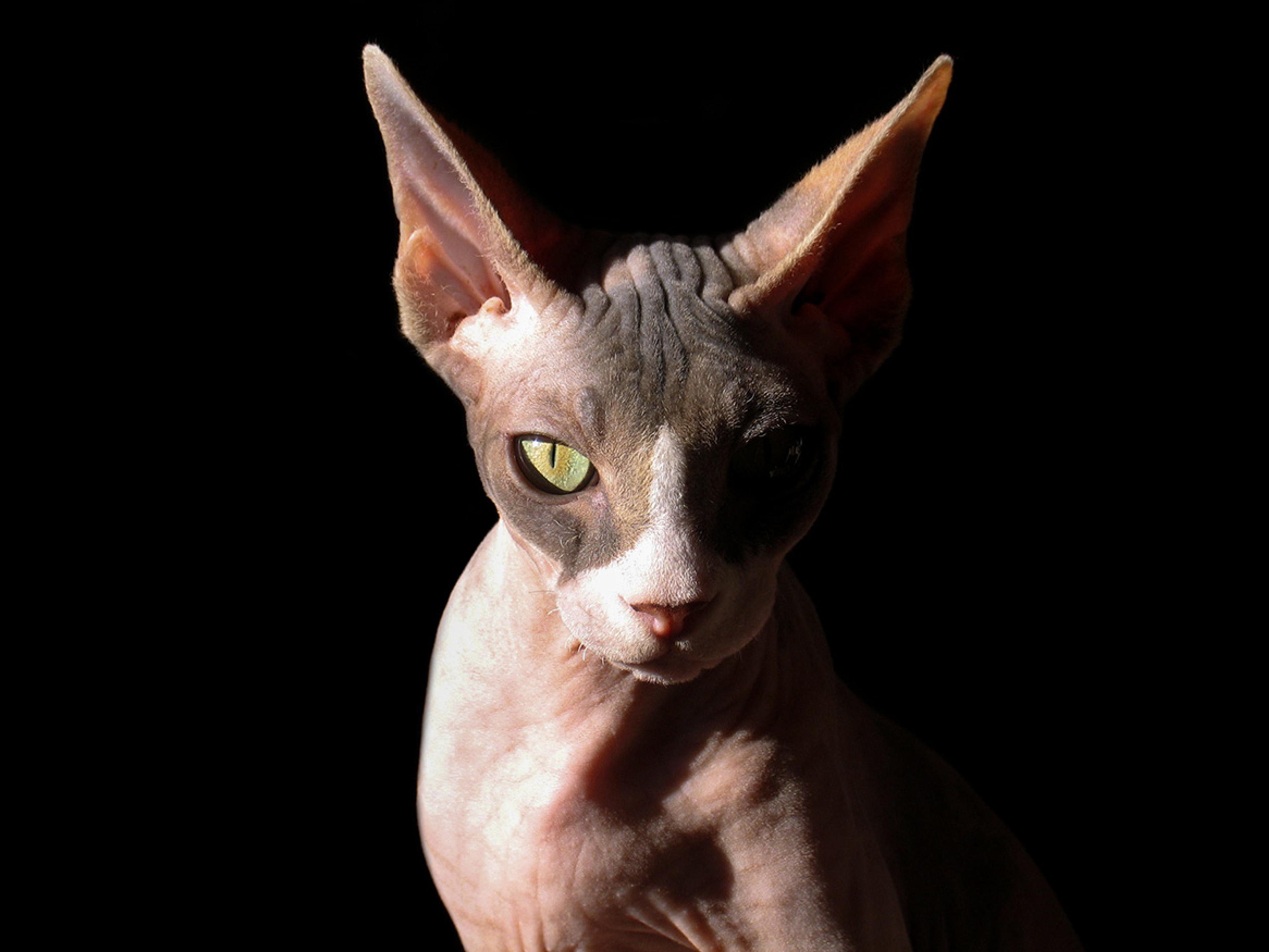 一只半边脸隐在阴影中的斯芬克斯无毛猫，它是推翻“所有猫都有毛”的反例