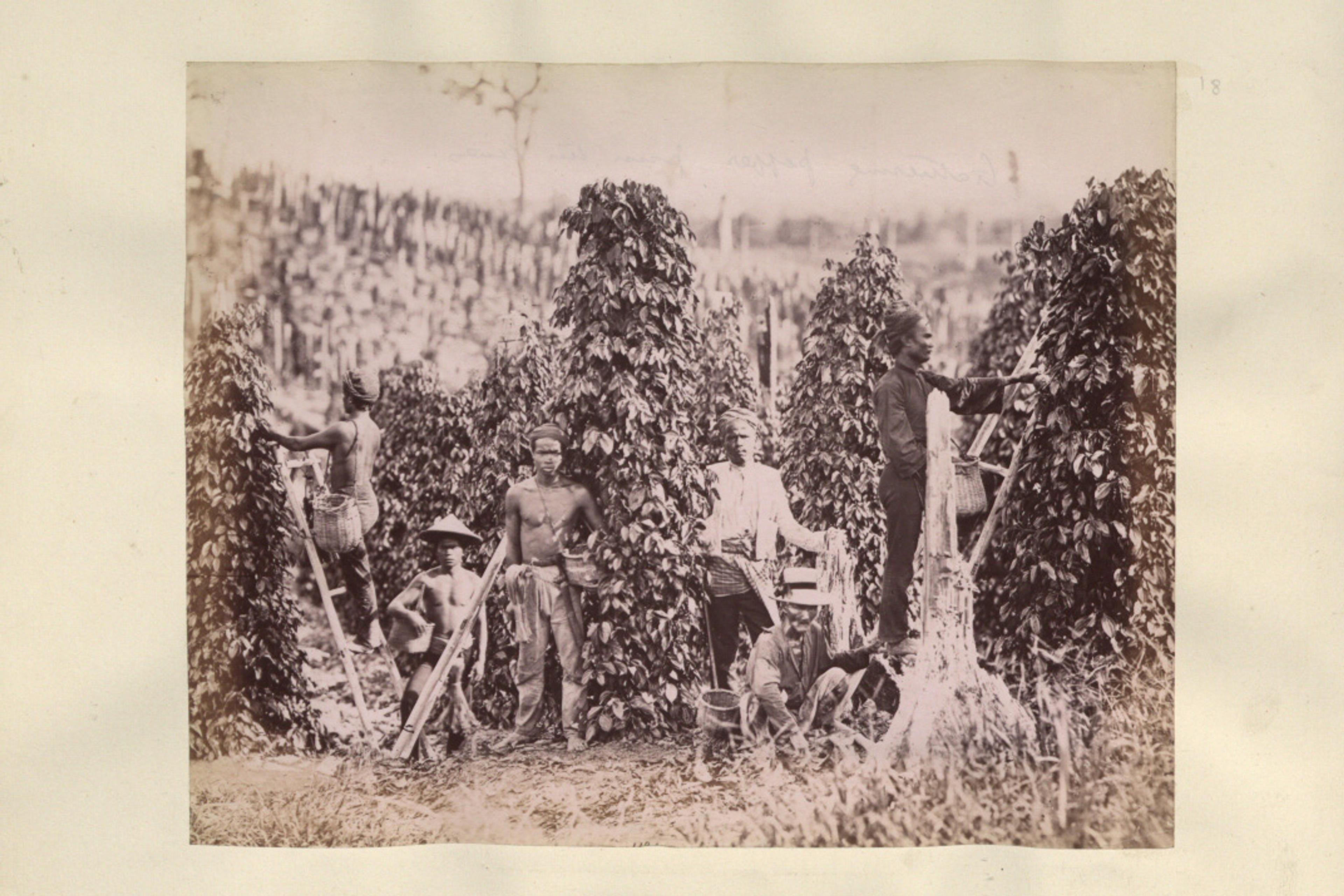 Black-and-white photo of people harvesting gambier on a plantation, surrounded by tall plants with stakes and ladders visible.