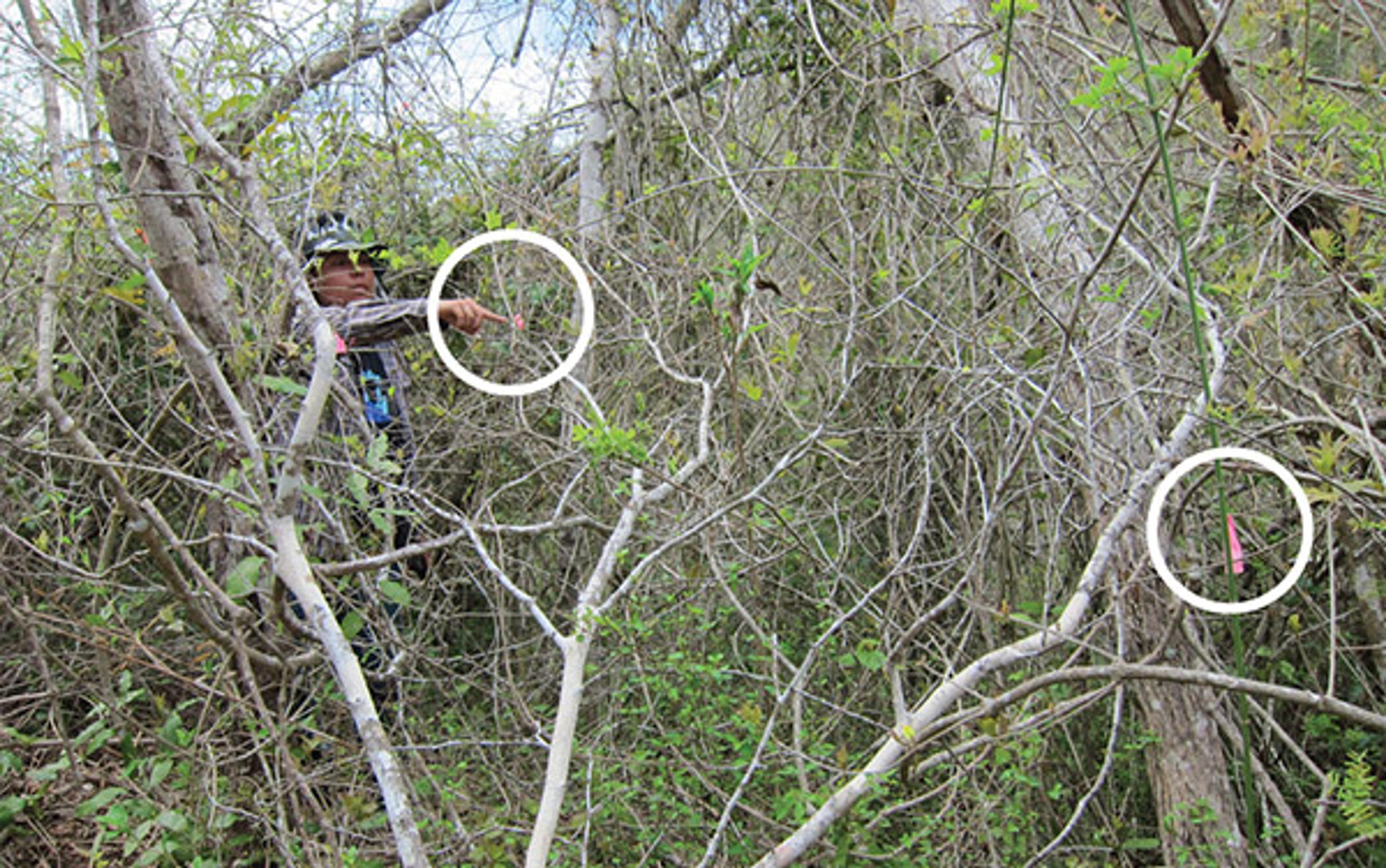 Photo of a person pointing in a dense forest, with white circles highlighting two areas. Sparse leaves and thin branches dominate the scene.