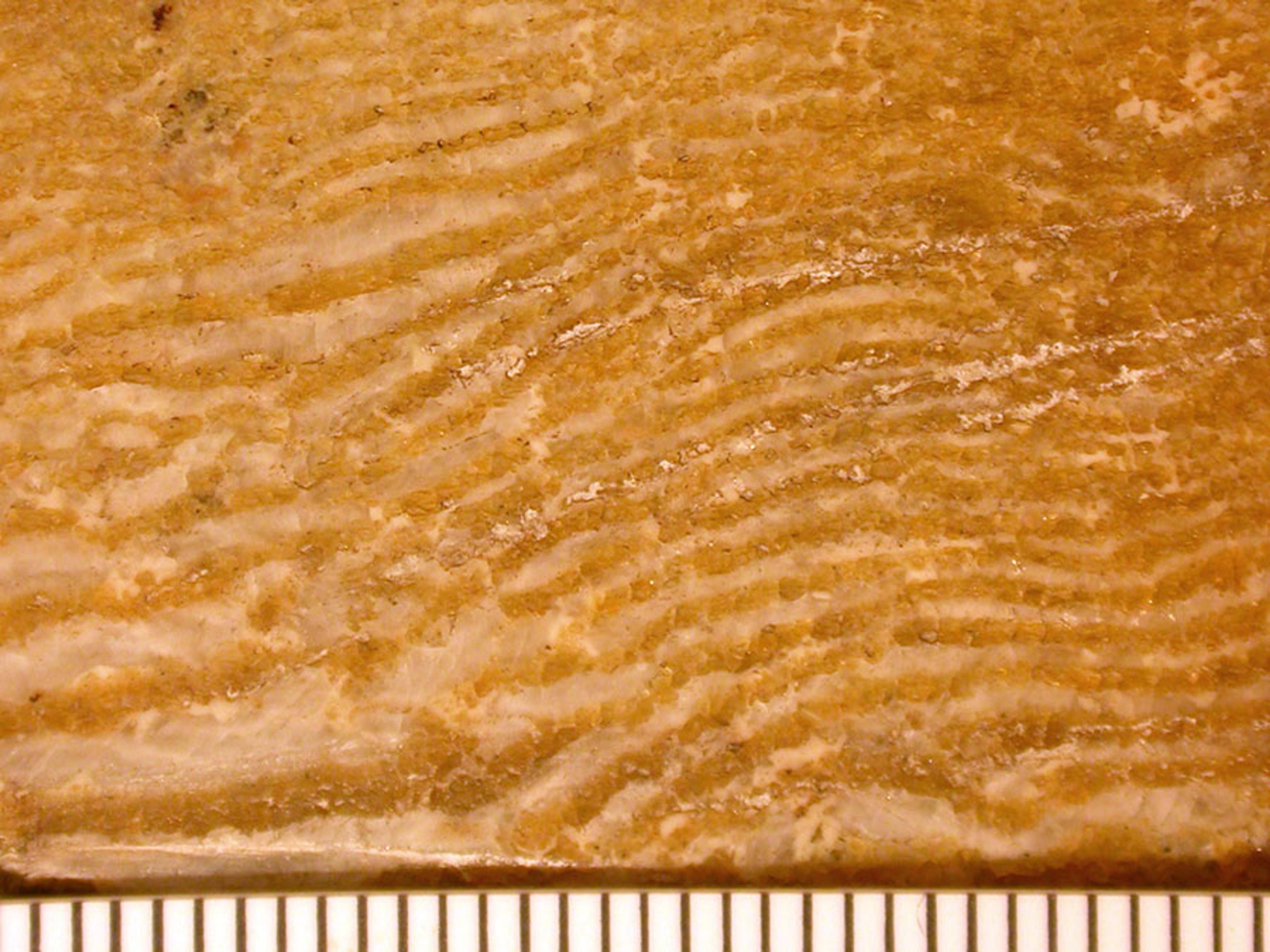 Close-up photo of a fossil showing wave-like patterns with a ruler for scale at the bottom, indicating size and detail.