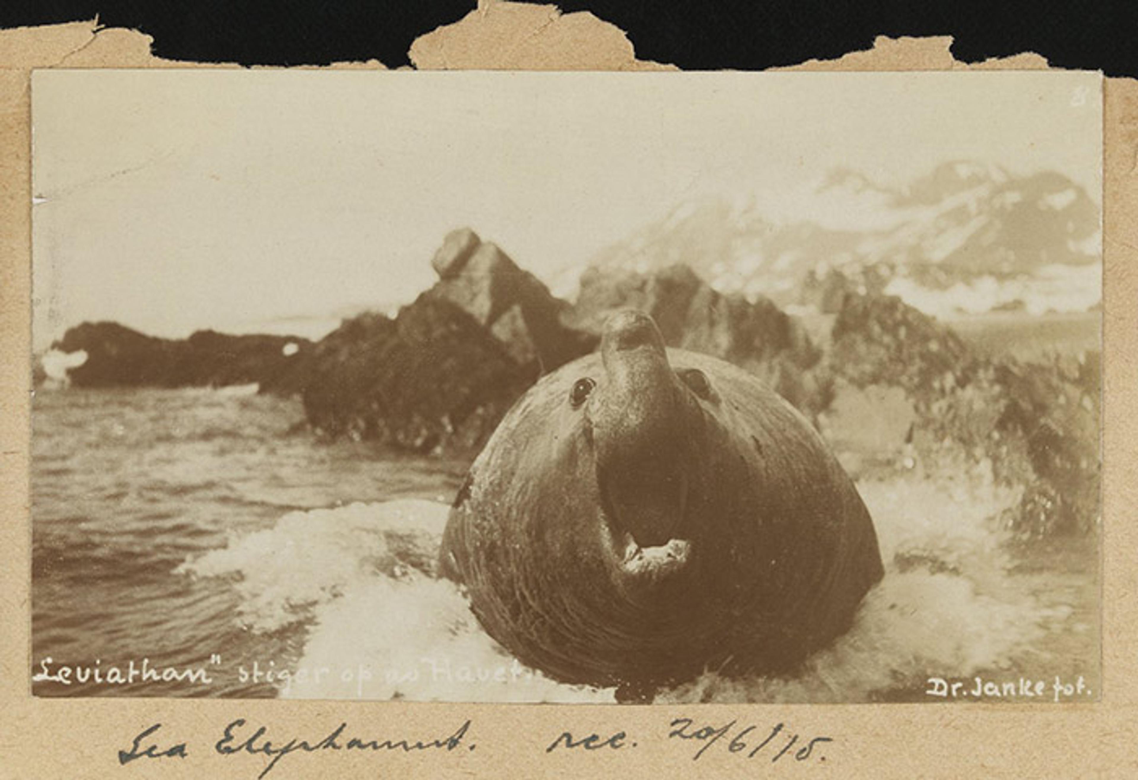 A sea elephant emerging from water onto rocks with mountains in the background. Handwritten notes are visible on the border.