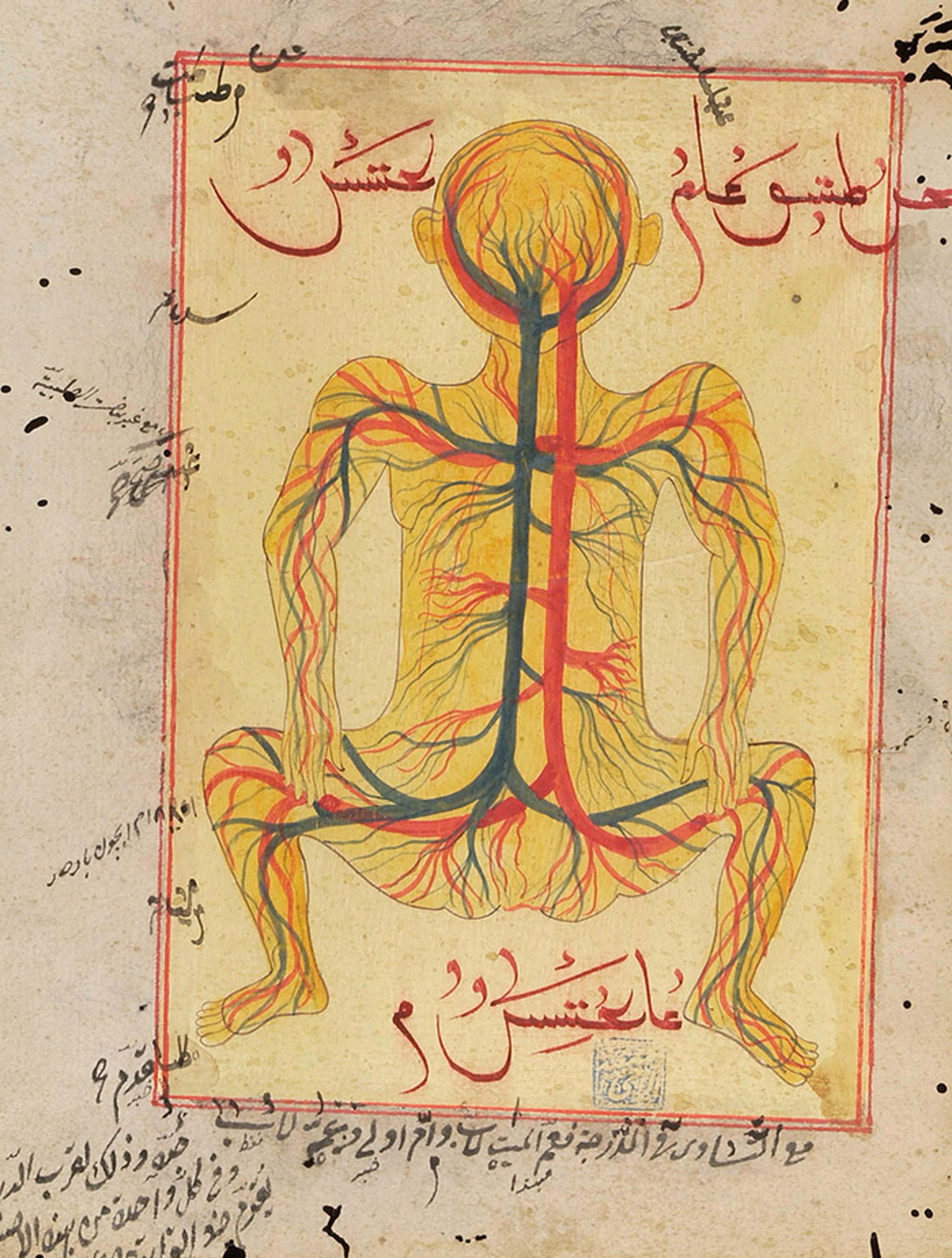 Illustration of a human body showing veins and arteries from an ancient manuscript with text in Arabic script, intricate lines and colours.