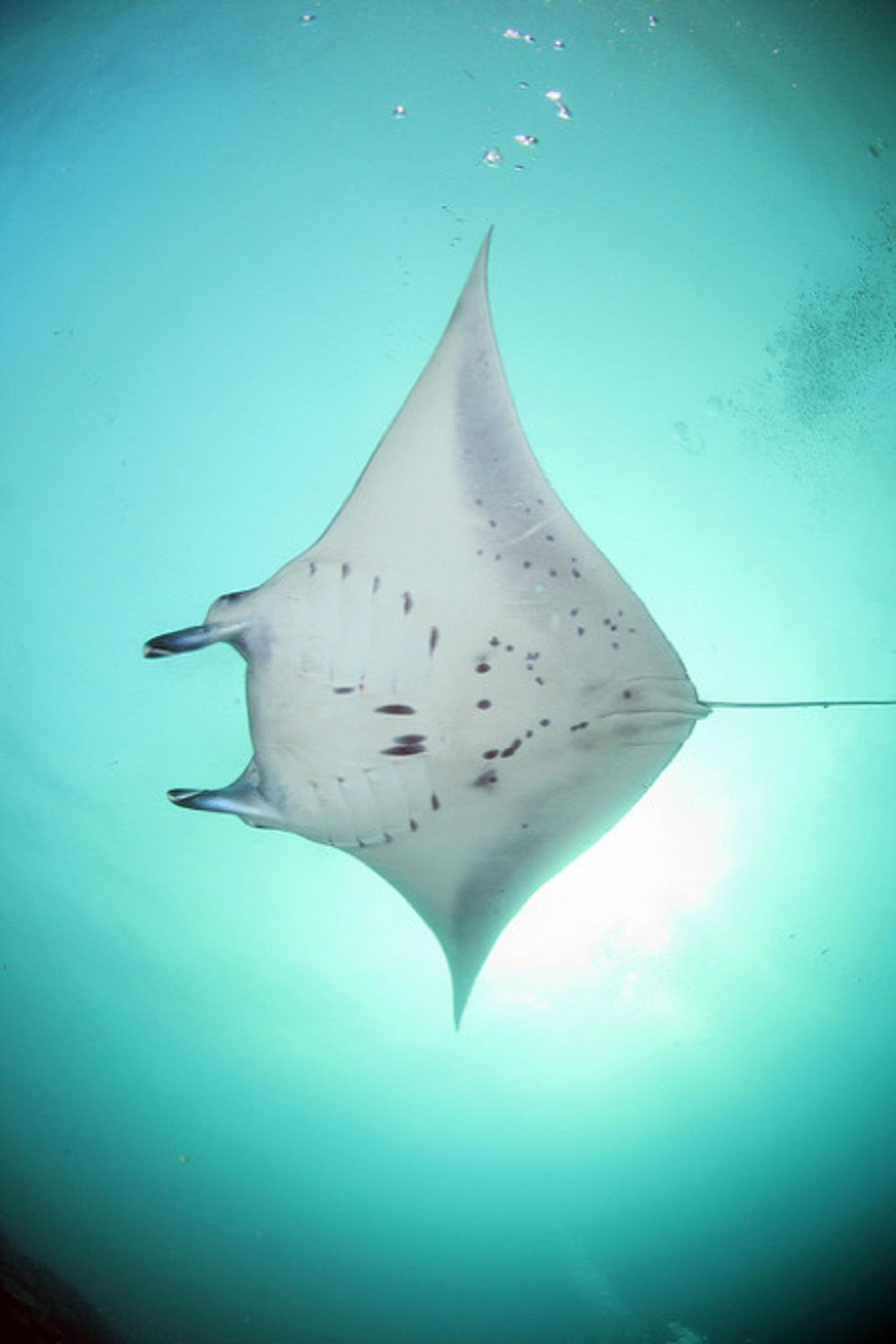 A manta ray swimming in turquoise water, viewed from below, with sunlight filtering through the water.