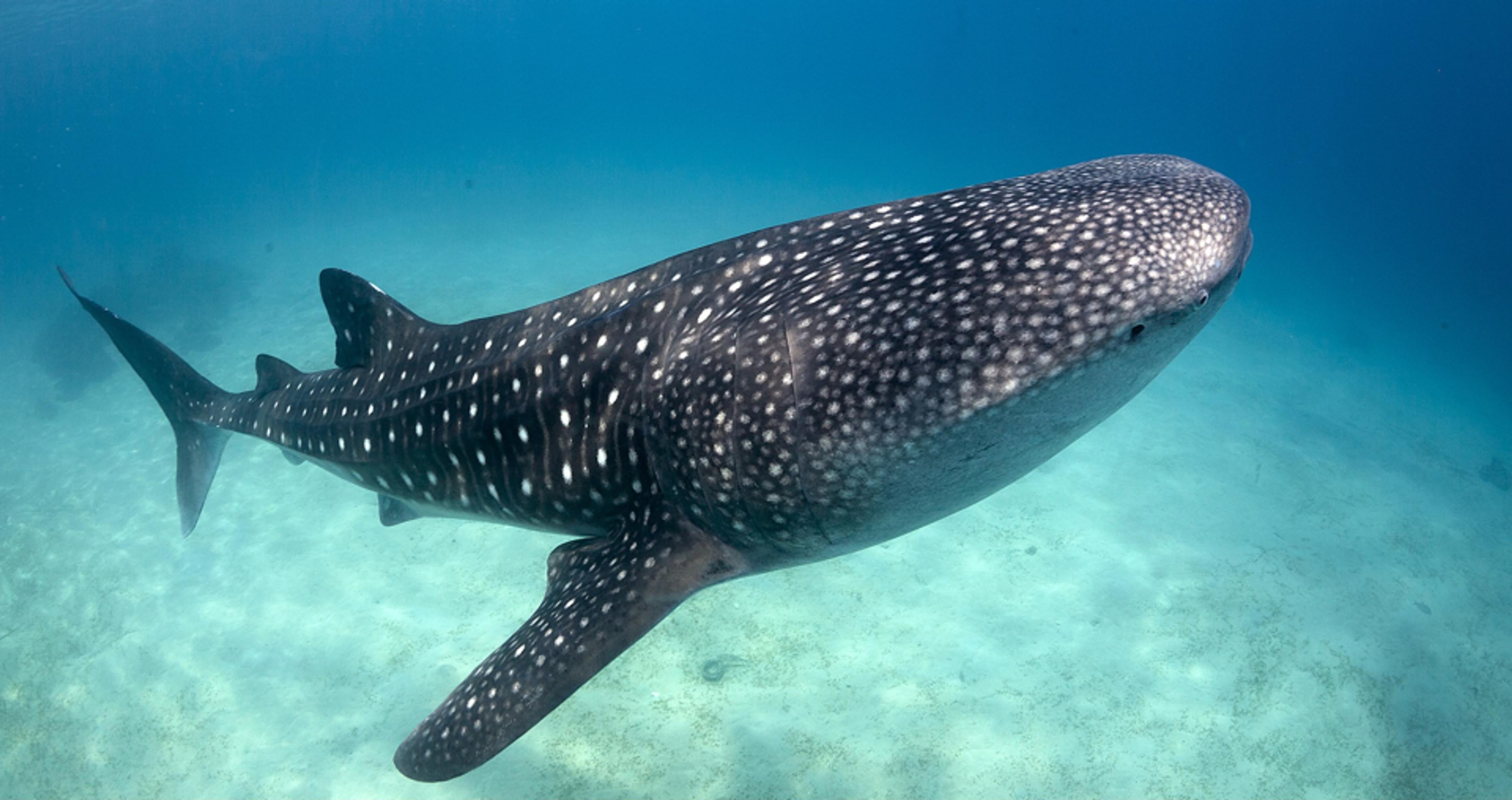 A whale shark swimming in clear blue water, showcasing its spotted pattern and large size.