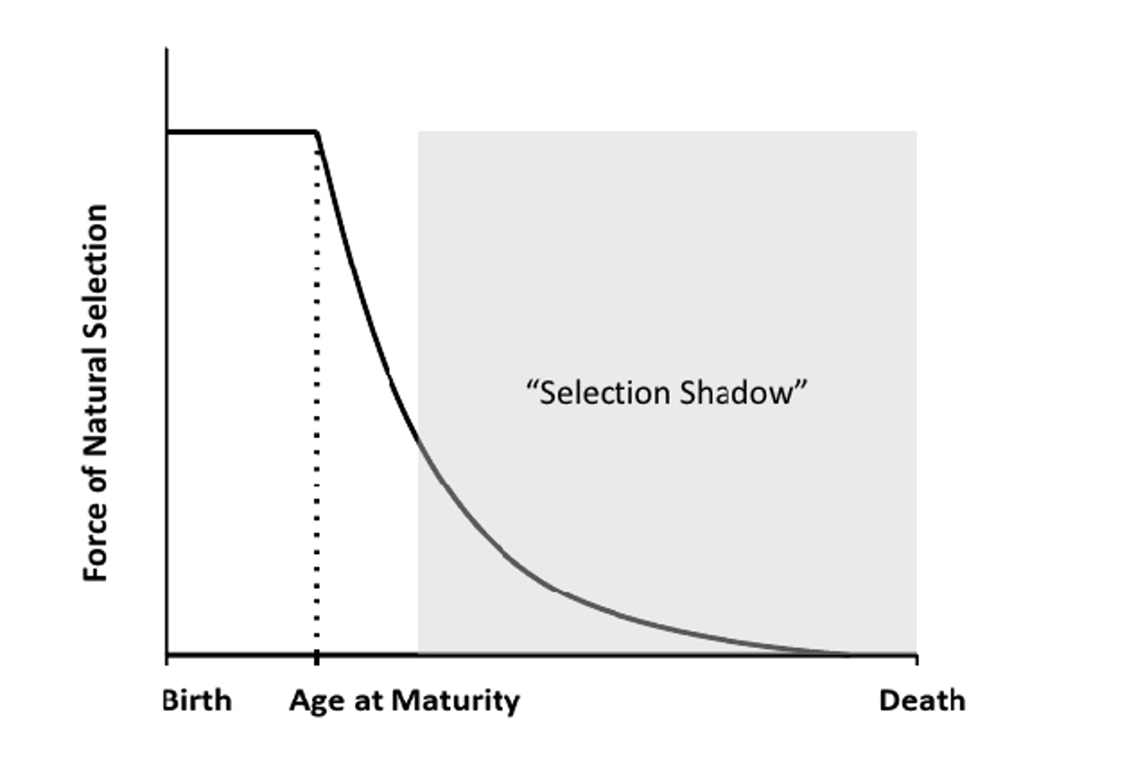 Graph showing force of natural selection vs age, with drop at age of maturity and shaded area labelled “Selection Shadow” starting a little after the age of maturity